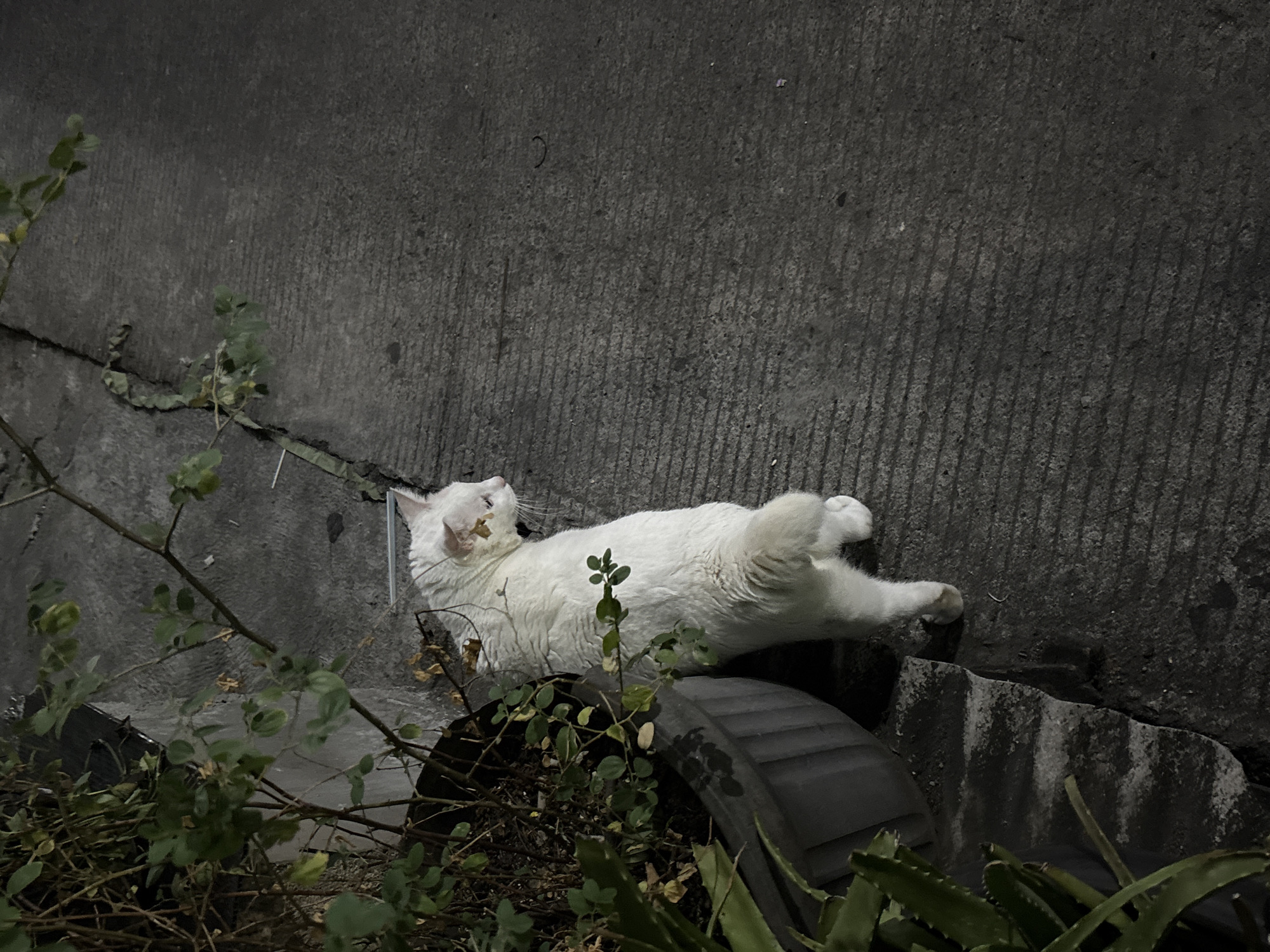 A white cat lies on its back next to a potted plant and a concrete surface in North Jakarta, Indonesia. The cat's legs are extended, and its face is upturned. The potted plant contains green vegetation. The concrete surface is textured. The overall lighting is dim.