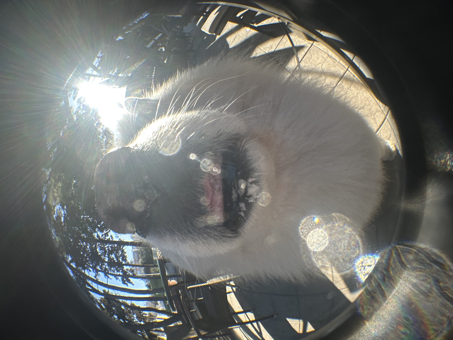 A fisheye, low-angle, close-up image captures the face of a domestic cat. The cat, exhibiting predominantly white fur and a dark nose, is centered in the foreground. Its mouth is slightly open, revealing pink gums, with visible white residue around its muzzle and chin. Long whiskers protrude from its face. The background, distorted by the fisheye lens, shows an outdoor cafe or patio setting with dark-toned tables and chairs on a paved surface. Tall trees with green foliage are present under a clear blue sky. Intense sunlight from the upper right generates a prominent sunburst effect and numerous circular lens flares across the image. The scene is located in the city of Bar, Montenegro.