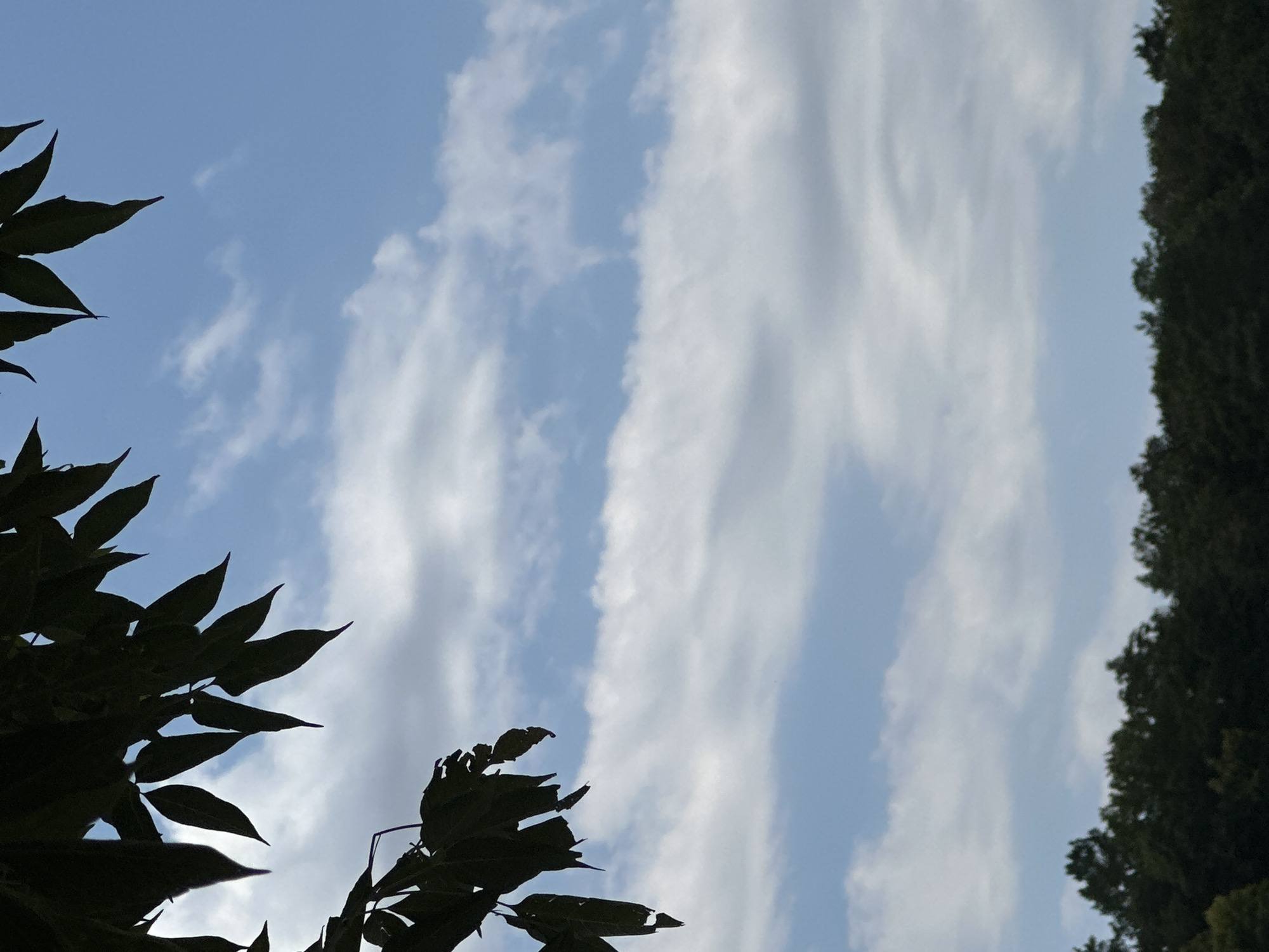 The image depicts a serene natural scene, likely a park or wooded area, on a clear day. The top portion of the frame is dominated by a vibrant blue sky filled with wispy white clouds. Silhouetted against the sky, on the left side of the image, are the dark leaves and branches of a tree. These leaves are long and pointed, creating a dramatic contrast with the bright sky.
In the lower portion of the image, a dense line of dark green trees forms a distinct horizon. The foliage of these trees appears lush and full, suggesting a mature forest. The overall impression is one of tranquility and natural beauty. There are no people or any indication of human activity visible in the image. The scene appears to be an outdoor landscape photograph. Without further information, it is not possible to pinpoint the exact location within Makiv, Ukraine.
