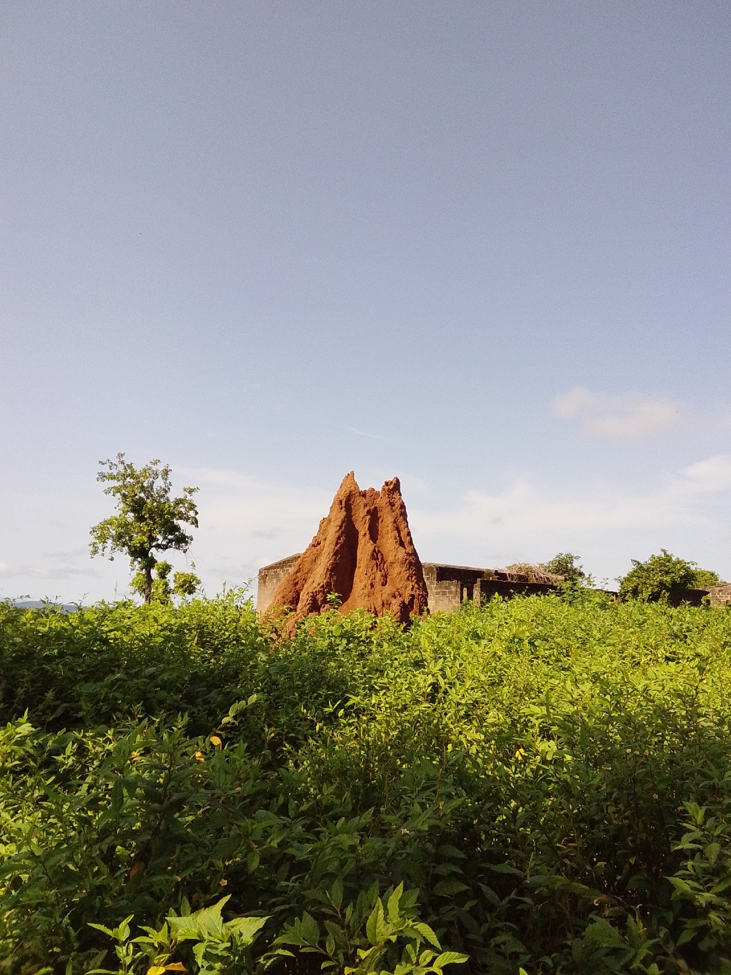 A termite mound, approximately 3 meters in height and conical in shape, dominates the center of the frame, its reddish-brown surface textured by the building efforts of termites. To the left of the mound, a single leafy green tree stands tall. Behind the termite mound and to the right, a partially constructed brick building is visible, its roofless structure suggesting abandonment or ongoing construction. The foreground is filled with a dense field of lush green vegetation, reaching waist-high and obscuring the ground. The sky above is a clear, pale blue with a few wispy clouds. The image appears to be taken in Serti, Nigeria.
