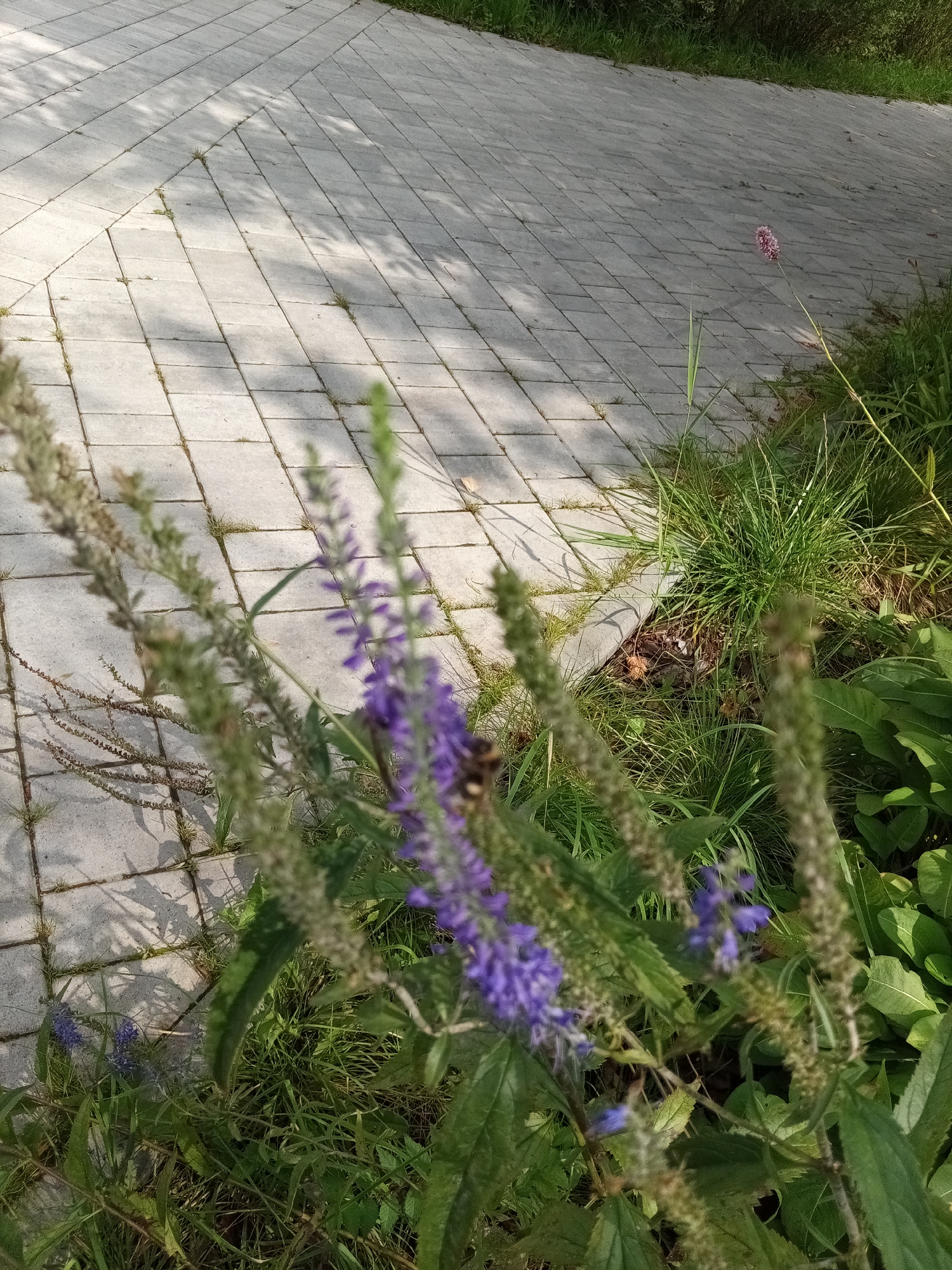 The image captures a close-up view of a pathway paved with light gray rectangular stones, likely in Kazan, Russia, as suggested by the context. The stones are laid in a diagonal pattern, with shadows from overhead foliage creating a dappled effect across the surface. To the right of the pathway, lush green grass and plants are visible. Among these plants, a slender stem with a small, pink, globular flower stands out. In the foreground, out of focus, are stems of plants with small purple flowers and brown seed heads. A small insect, likely a bee, is also visible on one of the purple flowers, suggesting an interaction with the flora. The scene appears to be an outdoor public space, possibly a park or garden path, bathed in natural sunlight.