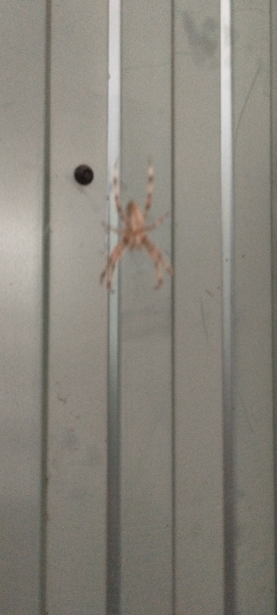 A blurred, light brown spider with eight legs is suspended in the center of the frame, hanging against a corrugated, metallic surface. The surface is made up of vertical panels, with alternating light and dark shades creating a ribbed texture. A small, dark, circular object is visible on the surface to the left of the spider. The image appears to be a close-up shot, with the background being the wall itself. The lighting is even, and there are no distinct shadows. The spider's legs are spread out, suggesting it is either resting or preparing to move. The overall impression is one of stillness, with the spider as the sole subject of interest against a neutral background. The location is not specified in the image.