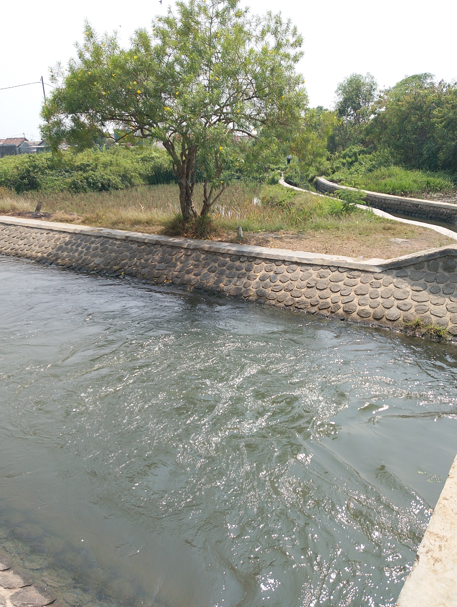 The image depicts a man-made canal in Karawang, Indonesia, likely a part of its irrigation or drainage system. The canal's sides are reinforced with a concrete structure topped with a curved retaining wall constructed from rounded stones. The water flowing through the canal is murky and appears to be moving with moderate speed, creating ripples and reflecting sunlight.
On the left bank of the canal, a mature tree with lush green foliage and small yellow flowers stands prominently. The area around the tree is dry grass and sparse vegetation, suggesting it's a slightly elevated embankment. In the background, beyond the canal, a dense line of trees and vegetation forms a natural backdrop, with hints of rural houses visible on the far left. The sky is overcast with a pale, bright hue. A single person is faintly visible walking along the canal path in the distance on the right side, appearing as a dark silhouette against the greenery. The scene conveys a sense of a functional, managed waterway within a somewhat natural or rural setting on a bright day.
