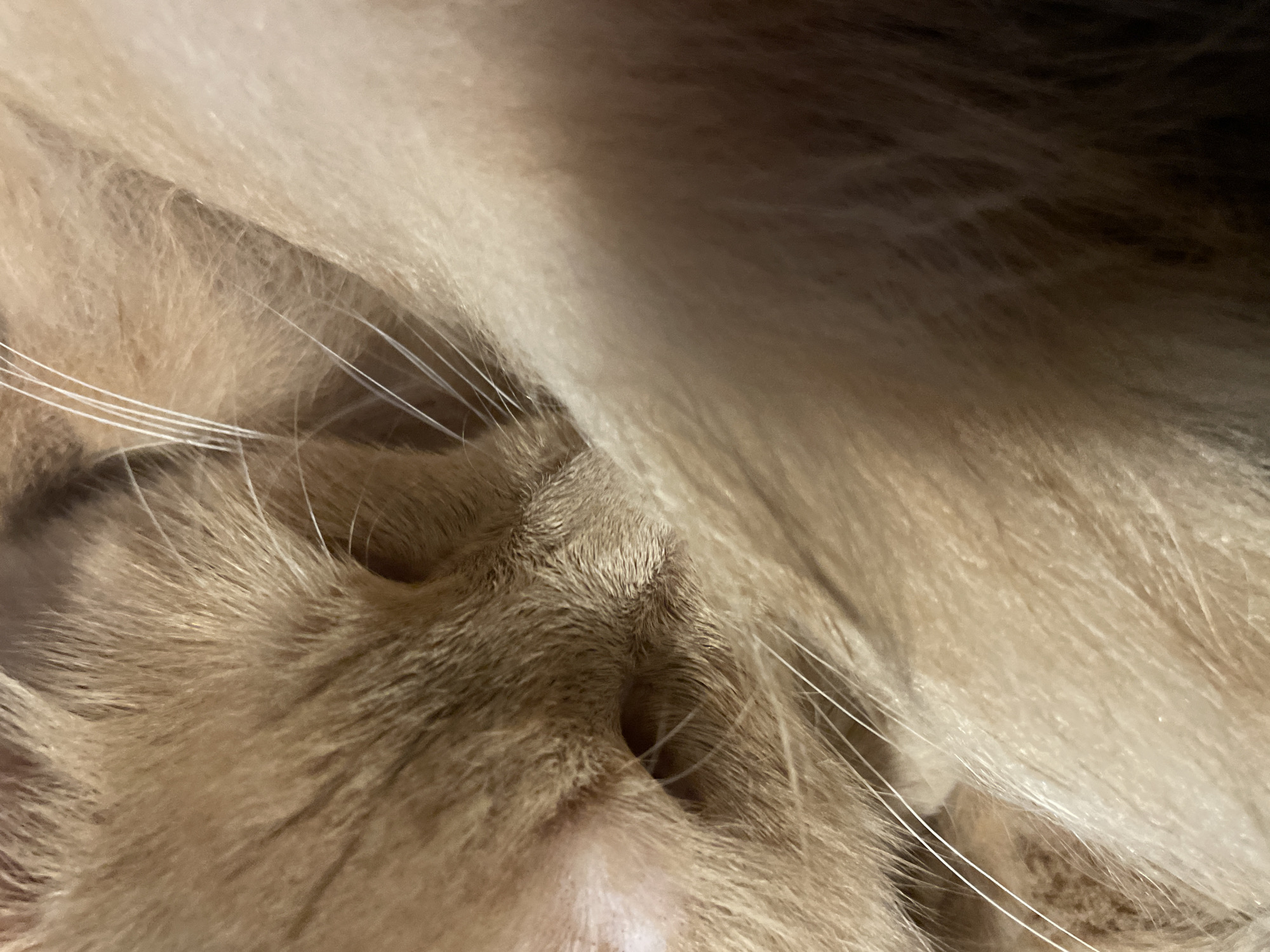 The image is a close-up, macro shot of a sleeping ginger cat's face. The cat is curled up, with its face mostly obscured by its own fur. Only a portion of its muzzle, whiskers, and a closed eye are visible. The fur is a warm, light brown or ginger color, with some lighter, almost white, whiskers. The lighting suggests an indoor setting, likely a home, as it is soft and diffused, creating a warm and cozy atmosphere. There are no identifiable landmarks or elements that would indicate a specific location within the city of Otradnoye, Russia. The image focuses entirely on the texture and details of the cat's fur and face.