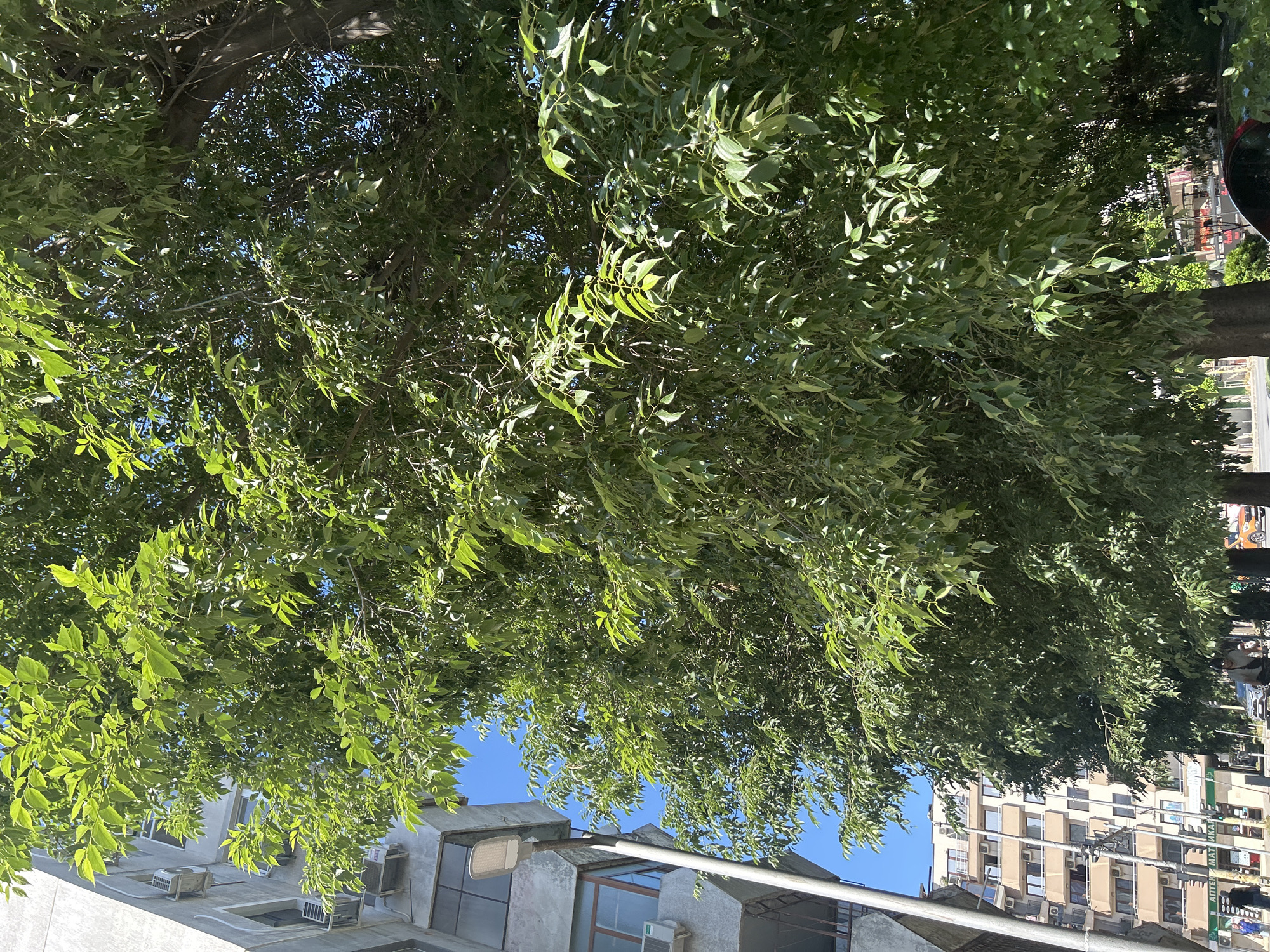 The image shows a street scene in Varna, Bulgaria, dominated by a large tree with lush green foliage. To the left of the tree is a modern apartment building with balconies and air conditioning units. Further to the left, a street light is visible. In the background, another residential building with shops on the ground floor is seen, along with traffic lights and pedestrians. Several cars are parked or driving on the street. The sky is clear and blue.