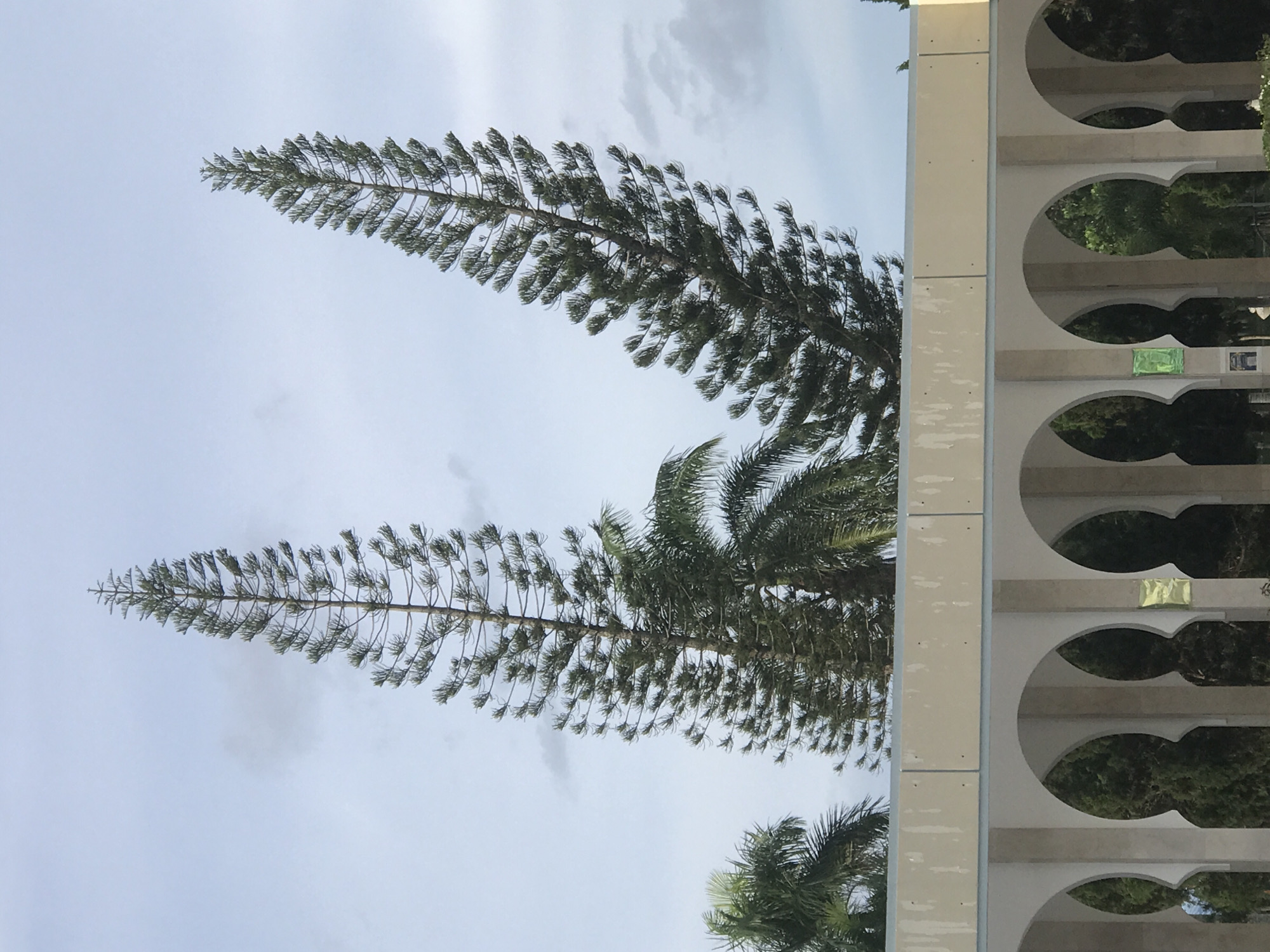 The image shows two tall, coniferous trees with distinct, feathery foliage, their tops pointing towards a cloudy sky. Beside the trees is a building with a series of Moorish arches, each arch framing glimpses of greenery. The photograph's orientation is vertical, and the scene appears to be set in an outdoor environment. Based on the prompt's request, the location is in the city of Tambontunong, Indonesia. There are no people visible.