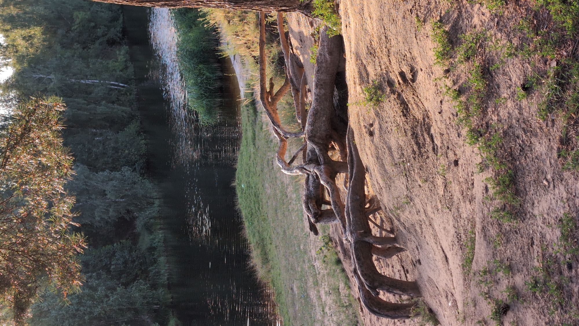 The image depicts a natural scene with a river and a wooded area. In the foreground, exposed tree roots, likely from a pine tree given the needles visible on branches in the upper left, are prominently displayed on a sandy incline. The roots are gnarled and twisted, suggesting age and exposure to erosion. The sandy bank slopes down towards a dark, still body of water.
Along the far bank of the river, a dense line of green vegetation, appearing to be reeds or tall grasses, grows. Behind this, a thick forest of deciduous trees, predominantly birch and possibly pine, forms a dark green backdrop. The lighting suggests it is either early morning or late afternoon, with the sun casting a warm glow on the sandy bank and tree roots.
There are no people or animals visible in the image. The scene appears to be a tranquil, undeveloped natural area. While no specific landmarks are visible to pinpoint an exact location, the environment is consistent with natural riverbanks found in forested regions. Given the request to include a location in Nizhny Novgorod, Russia, this scene could plausibly be found along one of the many rivers or tributaries within or surrounding the city, such as the Volga or Oka rivers, or in the numerous forested parks and nature reserves that are part of the region's landscape. The presence of deciduous and coniferous trees is common in the Russian boreal forest ecosystem.