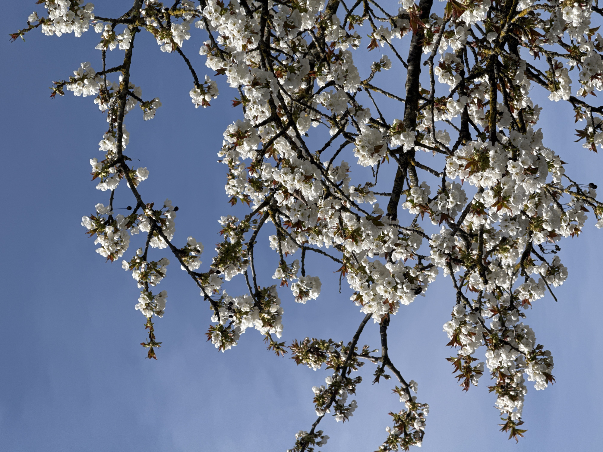 The image shows a close-up of flowering tree branches against a clear blue sky. The branches are densely covered in white blossoms. There is no evidence of the location being in Esch-sur-Alzette, Luxembourg. The image contains no people, objects, or actions beyond the existence of the tree and its blossoms. The environment is characterized by the clear sky and flowering tree.