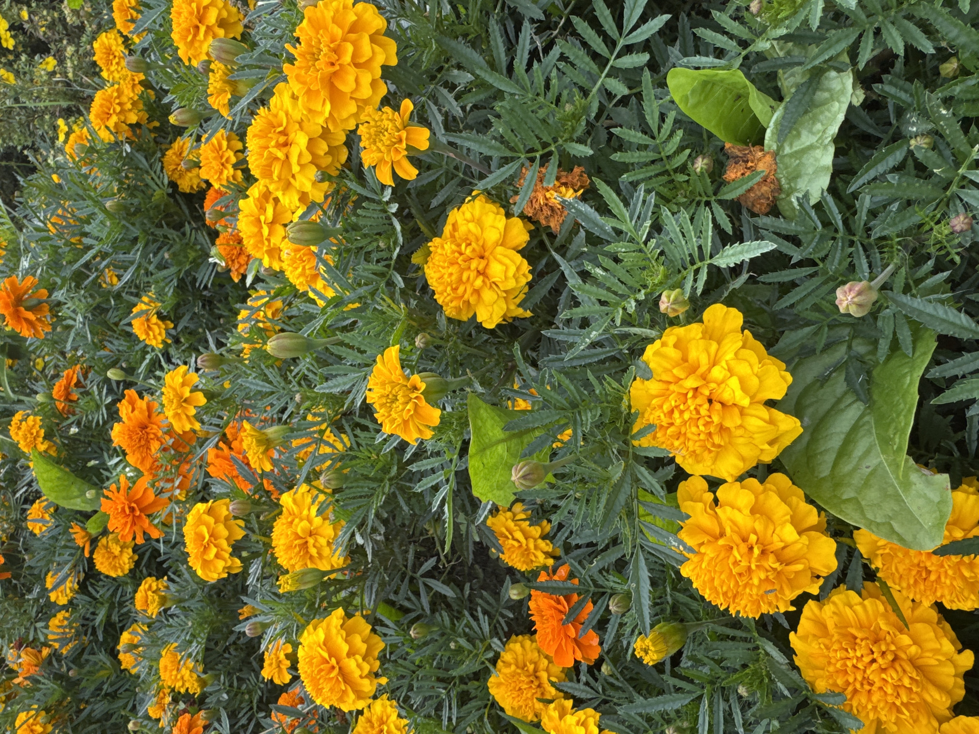 The image shows a dense patch of marigolds in various shades of orange and yellow, with their distinctive ruffled petals. The flowers are surrounded by lush green foliage, with some buds visible among the blooms. The setting appears to be an outdoor garden. No people are present in the image. The specific location in the city of Sovkhoza imeni Lenina, Russia cannot be determined from the visual information provided in the image.