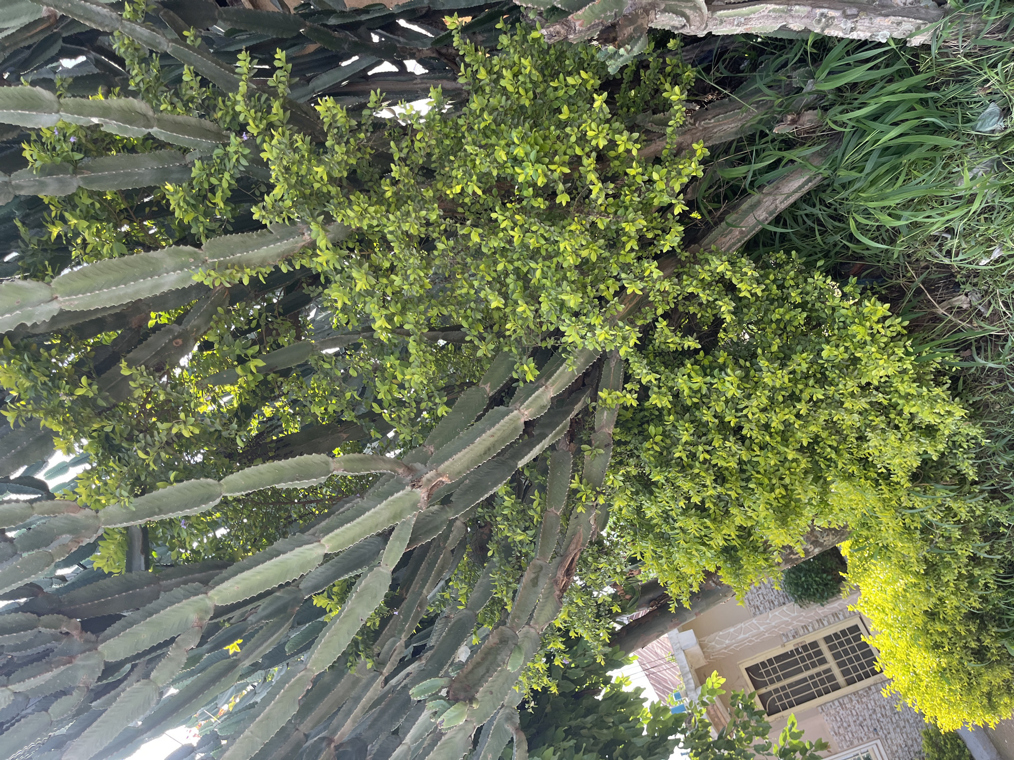 The image depicts a close-up view of a large, overgrown cactus plant with thick, segmented stems covered in small thorns. Lush green foliage from a separate bush partially obscures the cactus. In the background, a building with a light-colored facade and a brown-tiled roof is visible, along with a tall, narrow window. A low-lying, bright green hedge runs along the ground in front of the building. The overall setting appears to be an outdoor urban environment, possibly a residential area, in Bukuru, Nigeria. The lighting suggests it is daytime, with sunlight filtering through the leaves.