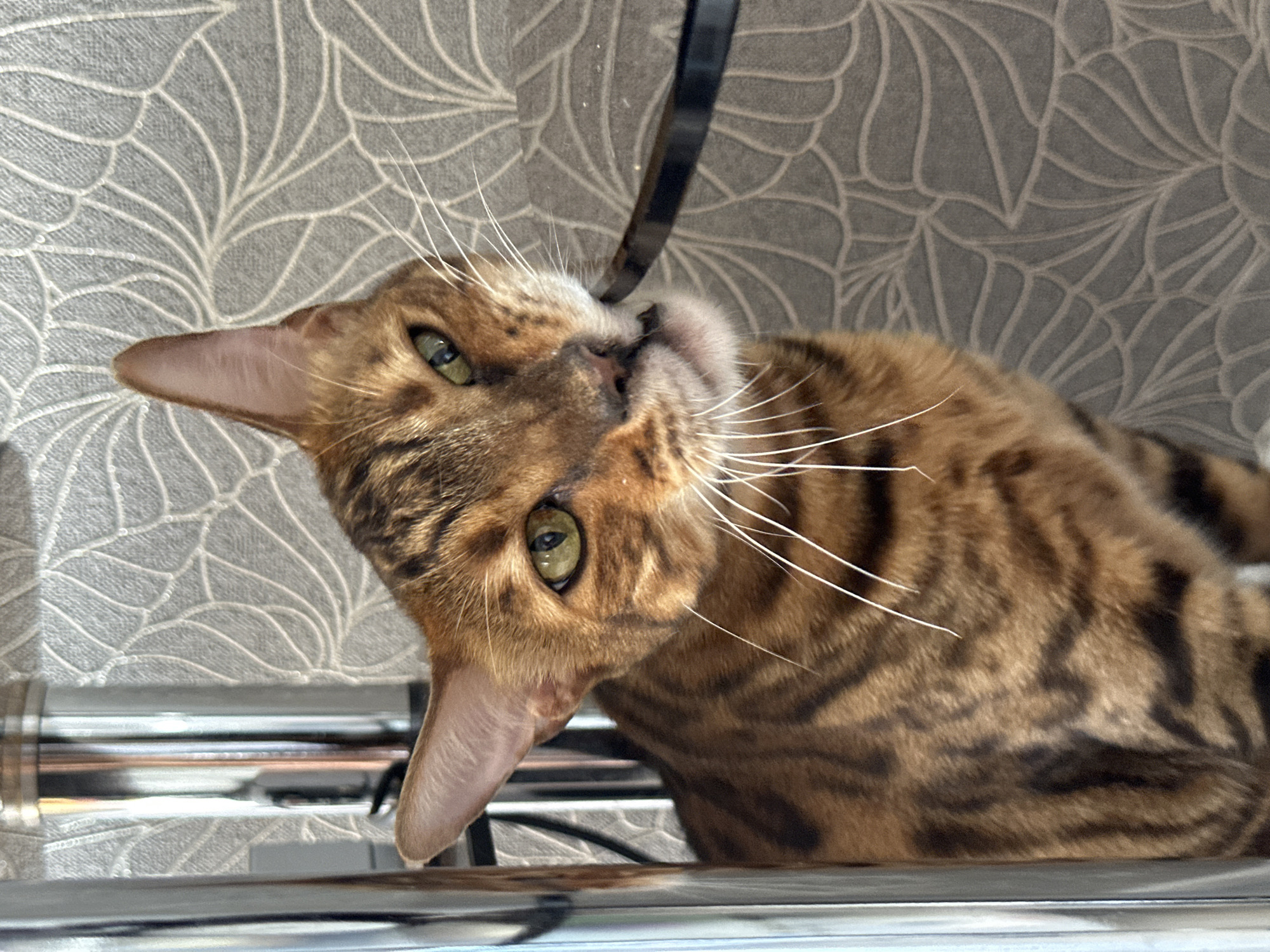 A brown tabby cat with green eyes is seen looking forward, with its mouth biting down on a black object. The cat is positioned in the foreground, with its body partially obscured by a metallic cylindrical object on the left side of the image. The background consists of grey wallpaper with a swirling white pattern. The scene appears to be indoors, possibly a home or apartment, and there is no indication of the city of Energetik, Russia, or any people present in the image.