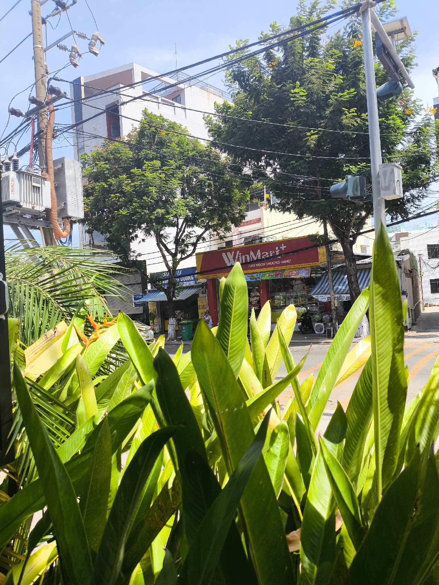 This image captures a street scene in Da Nang, Vietnam, on a sunny day. In the foreground, lush green tropical leaves dominate the frame, with hints of yellow and orange flowers. Behind the foliage, a street runs diagonally, lined with buildings and trees.
On the left side of the street, a prominent red and yellow WinMart+ convenience store is visible, with its signage clearly displayed. Adjacent to it, other businesses with awnings and doorways suggest a commercial area. Various electrical poles with tangled wires and transformers are also a notable feature of the urban landscape, indicating the presence of infrastructure.
A traffic light hangs over the street, accompanied by a traffic signal box and a solar panel on a pole, suggesting the implementation of modern traffic control systems. The street itself appears to be paved, with some yellow and white road markings visible. A few parked motorcycles and a white car are present, hinting at the daily flow of traffic and transportation.
In the background, the buildings are a mix of modern and older architectural styles, with white and beige facades. Trees with dense green foliage line the street, providing shade and natural beauty. The sky is a clear blue, characteristic of a bright, sunny day. The overall impression is a vibrant urban environment, a blend of nature and city life, typical of many Southeast Asian cities.
