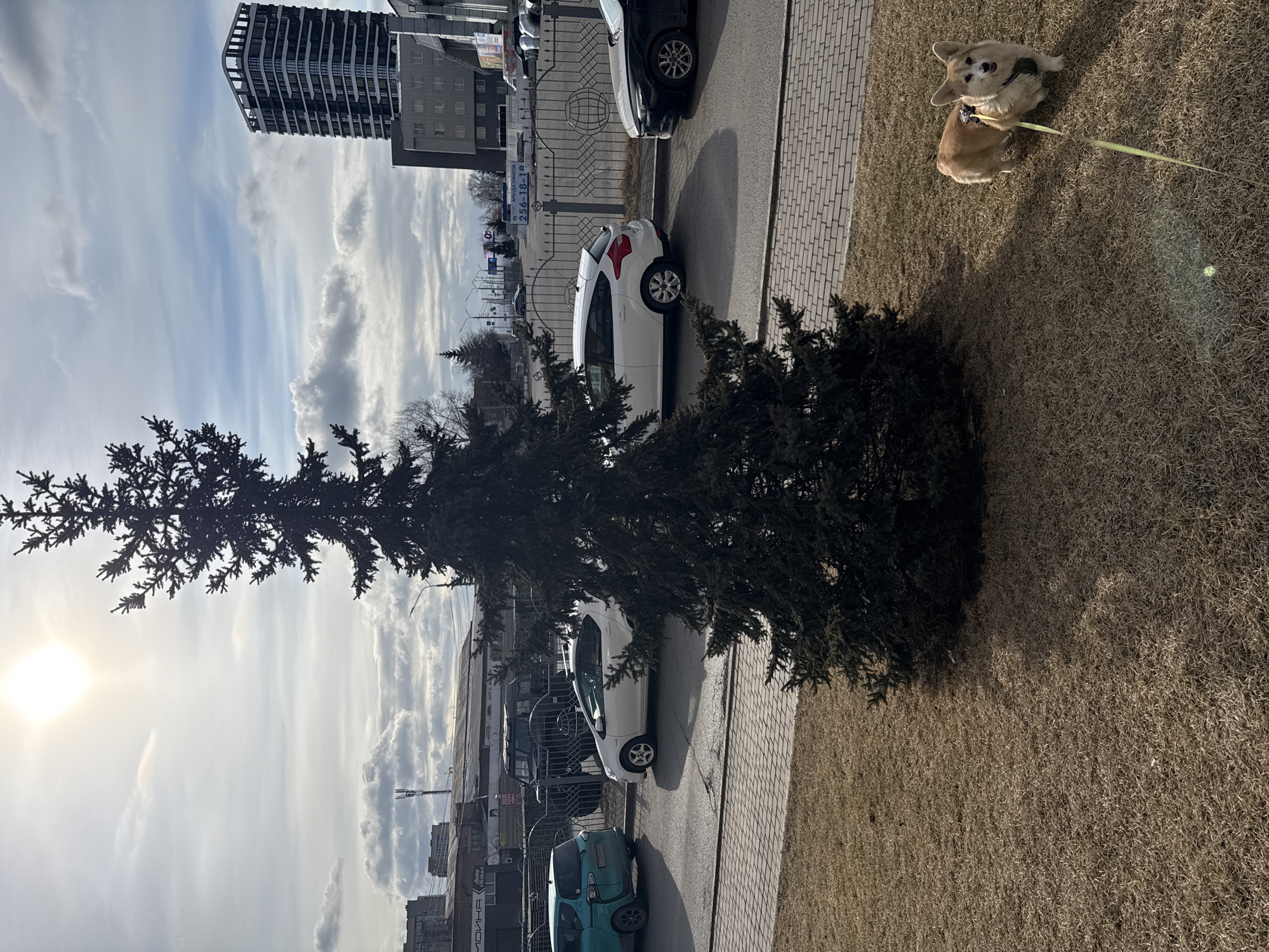 The image shows two corgis on a leash on dry grass next to a brick path and a tree. In the background, there are parked cars and city buildings under a partly cloudy sky. Based on the buildings' architectural styles and information from the web, the location is likely in the city of Krasnoyarsk, Russia.