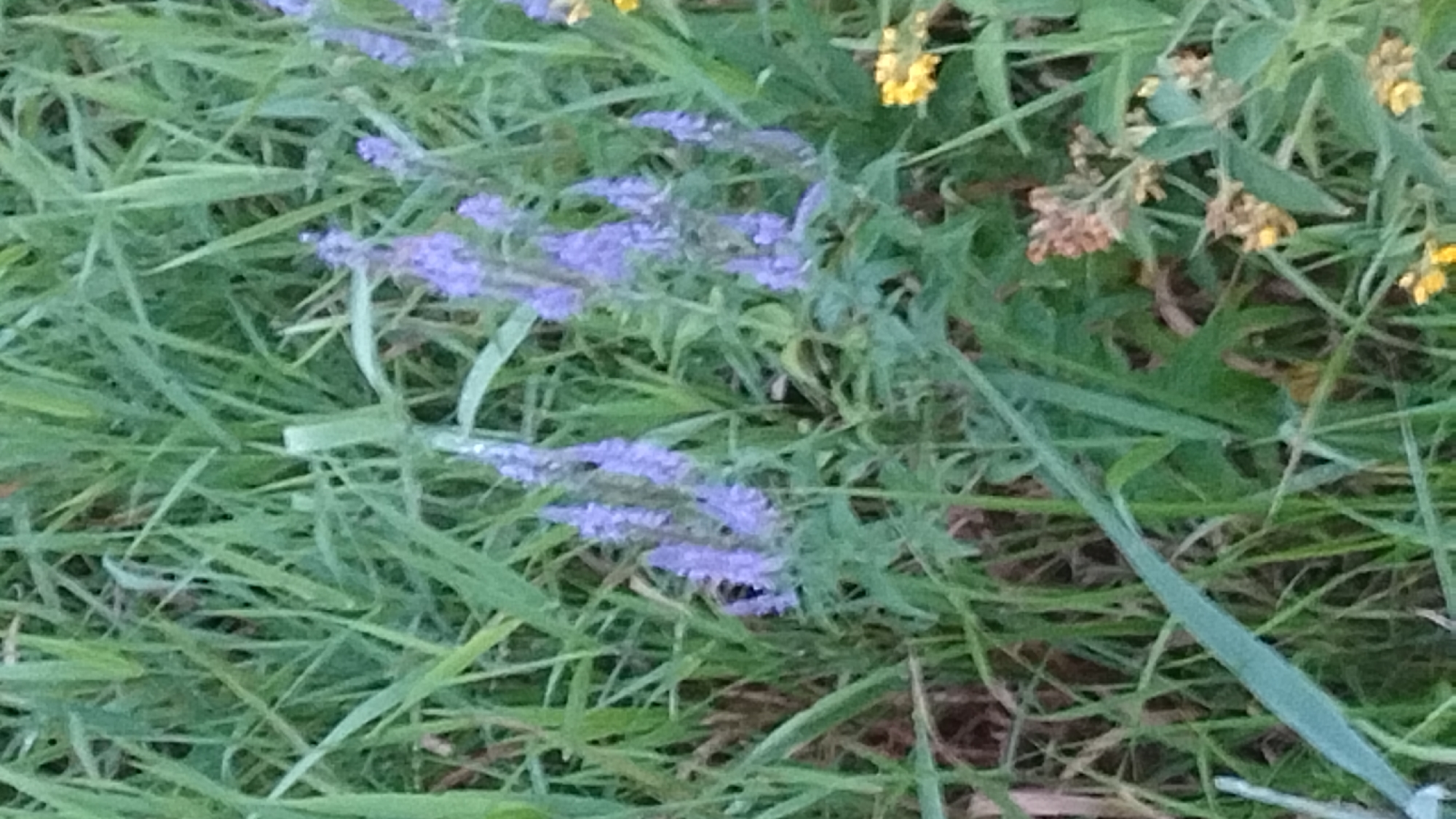 This is a close-up, slightly blurry, outdoor photograph featuring a patch of wild vegetation. The dominant elements are tall, green grasses and several spikes of small, purple flowers. The flowers are clustered densely on upright stems, creating a feathery appearance. Interspersed among the purple flowers are a few small, yellow flowers, some of which appear to be dried or browning. The background is a dense mass of green foliage, with some dry, brown plant matter visible at the base of some stems. The overall impression is a natural, uncultivated area. There is no indication of any urban environment or specific location within the city of Jelgava, Latvia.