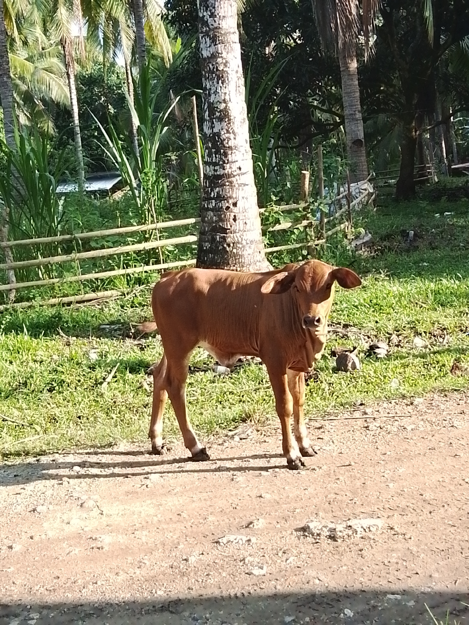 A young, brown calf stands in the foreground on a dirt path, facing the camera. The calf has large ears and a gentle expression. Behind the calf, a lush green field is visible, with a wooden fence running horizontally across the middle ground. Tall palm trees and dense foliage form the background, suggesting a tropical environment. The lighting indicates it is daytime, with sunlight casting shadows on the path. The overall scene appears to be a rural area, potentially in the outskirts of Santa Cruz, Philippines, given the tropical vegetation and the presence of livestock.