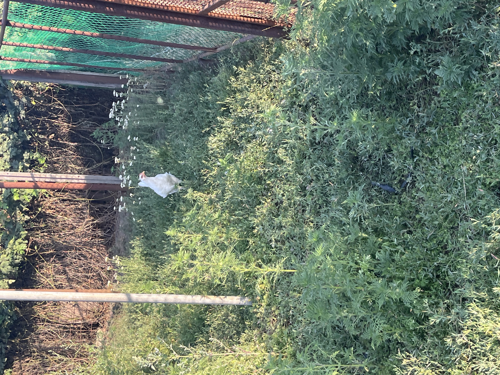 A white chicken stands in a grassy area with some small white flowers. Behind the chicken, there is a metal fence with green mesh and some reddish-brown posts. To the left of the chicken, a gray metal pole is visible, and behind that, dense dry brush and foliage form a background. The ground is covered in green grass and various plants. The scene appears to be outdoors in daylight. The location is specified as Yanovo-Grushevsky, Russia.