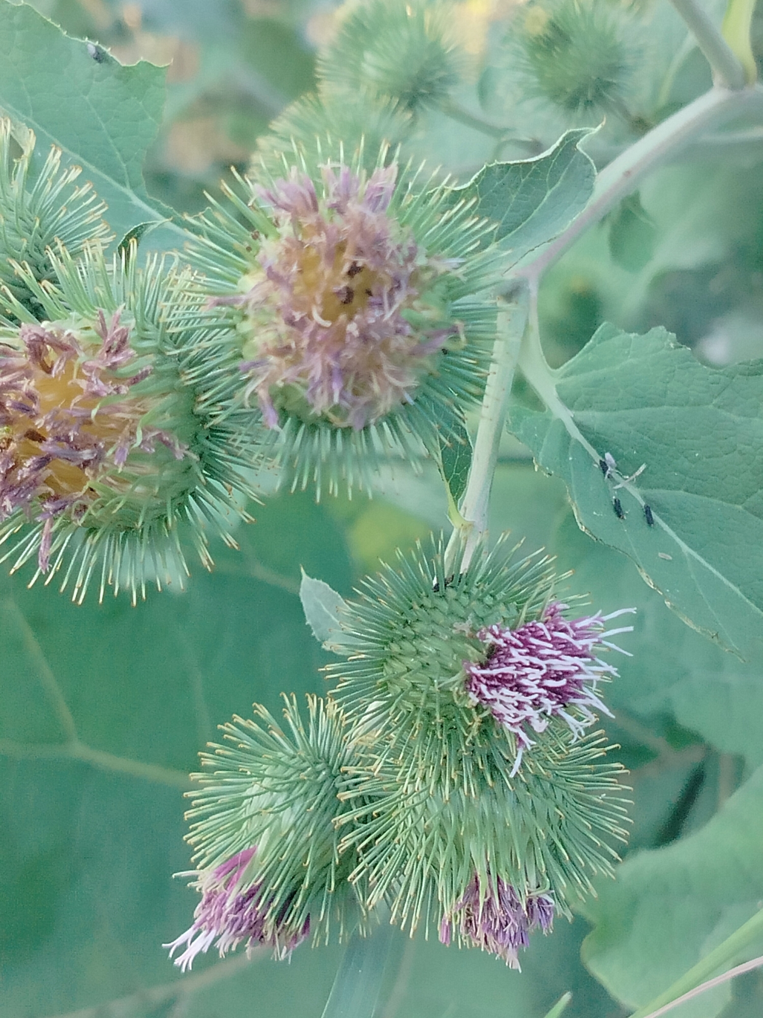 This is a close-up, shallow depth of field, outdoor photograph of several burdock seed heads and leaves. The burdock seed heads are primarily green, with some exhibiting purple and yellow flowering parts. The leaves are broad and green, with a slightly serrated edge. In the upper right quadrant of the image, on one of the leaves, there are four small, dark insects clustered together. The background is a soft blur of green, indicating a natural, leafy environment. The photograph appears to have been taken in natural daylight. The specific location in the city of Көлкент, Kazakhstan is not discernible from the visual information presented in the image.
