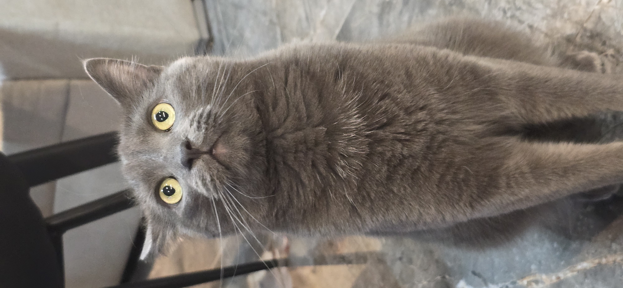 A close-up, eye-level, vertical, medium shot shows a grey cat sitting on a grey tiled floor, looking upwards and to the right. The cat has bright yellow eyes, prominent white whiskers, and its ears are slightly tilted back. Its fur is short and appears soft. The background is blurred, with dark vertical shapes on the left and lighter, textured surfaces on the right. The lighting is soft, casting subtle shadows. The scene appears to be indoors, possibly in a home or an establishment with similar flooring and furniture.