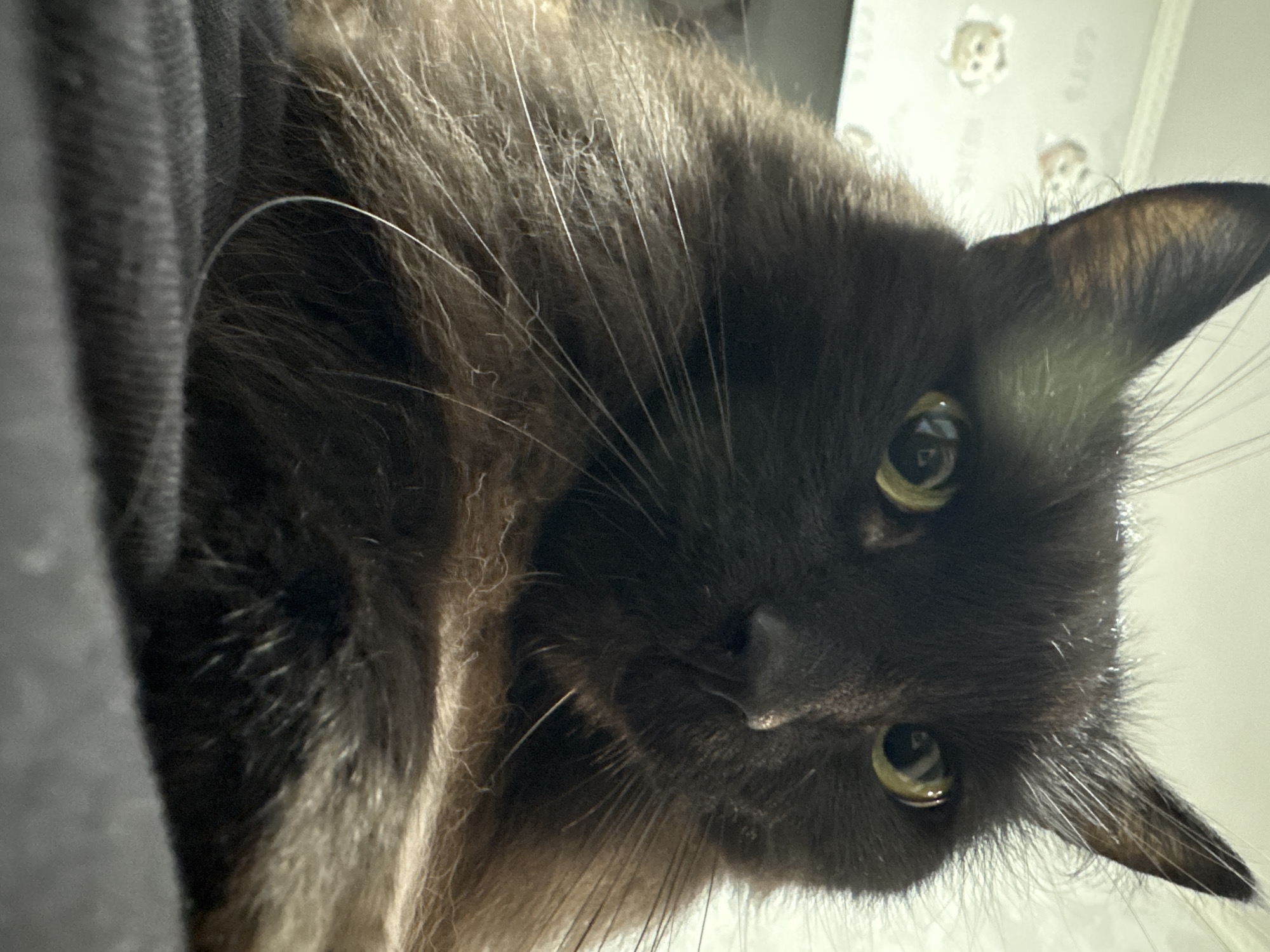 The image is a close-up, eye-level, portrait of a dark brown, long-haired cat. The cat's head is tilted slightly upwards, and its large, golden eyes are looking directly at the camera. The cat has prominent whiskers and is partially resting on a dark grey surface. The background is blurred but appears to be a wall with a subtle pattern, possibly wallpaper, featuring cartoonish cat faces. There are no people or any discernible elements of the city of Chaikovsky, Russia, visible in the image.