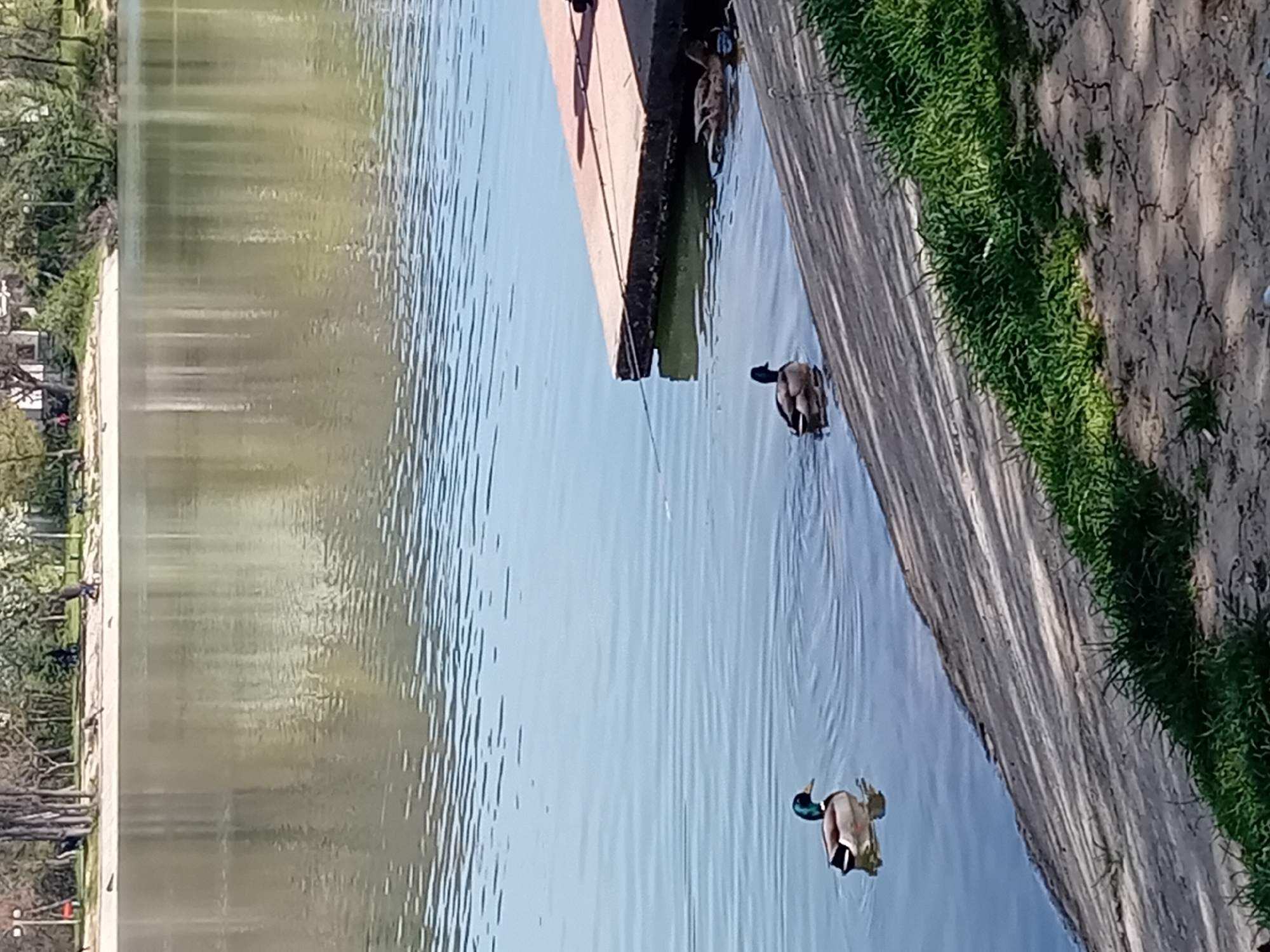 The image depicts a tranquil outdoor scene featuring a body of water, likely a canal or a pond, under bright daylight. Two mallard ducks are swimming in the calm, reflective water. One duck, with its distinct green head and brown body, is in the foreground, swimming towards the left. The other duck is further back, near a light brown wooden structure that extends into the water from the right bank, possibly a dock or a moored boat.
The right bank of the water body features a paved or concrete edge, beyond which is a strip of vibrant green grass. Further to the right, the ground is dry, cracked earth, with some shadows cast upon it. On the opposite side of the water, the left bank is lined with trees and some distant, indistinct structures. The reflections of the sky and the far bank are visible on the water's surface, indicating calm conditions. The scene suggests a peaceful moment in a park or natural setting. It is daytime, likely midday or early afternoon, given the bright illumination and visible shadows. There is no visible text in the image.
