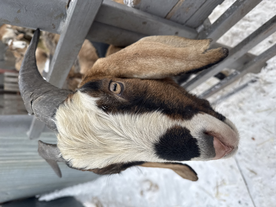 An outdoor scene in Zaosinovo, Russia, depicts a single domestic goat in the foreground, its head extended through a weathered grey wooden fence. The goat features a tri-color coat of brown, white, and black fur, with a prominent white stripe bisecting its face and black patches around its eyes and snout. Its right eye, clearly visible, has an amber-colored iris with a horizontal slit pupil. Two dark, textured horns curve backward from its head. Large, floppy light brown ears are visible. The goat's pink snout is visible at the bottom center of the frame, facing forward. The ground is covered in a uniform layer of white snow. In the blurred mid-ground, multiple other goats are visible within the fenced enclosure. The environment indicates a winter setting with natural, diffuse daylight.