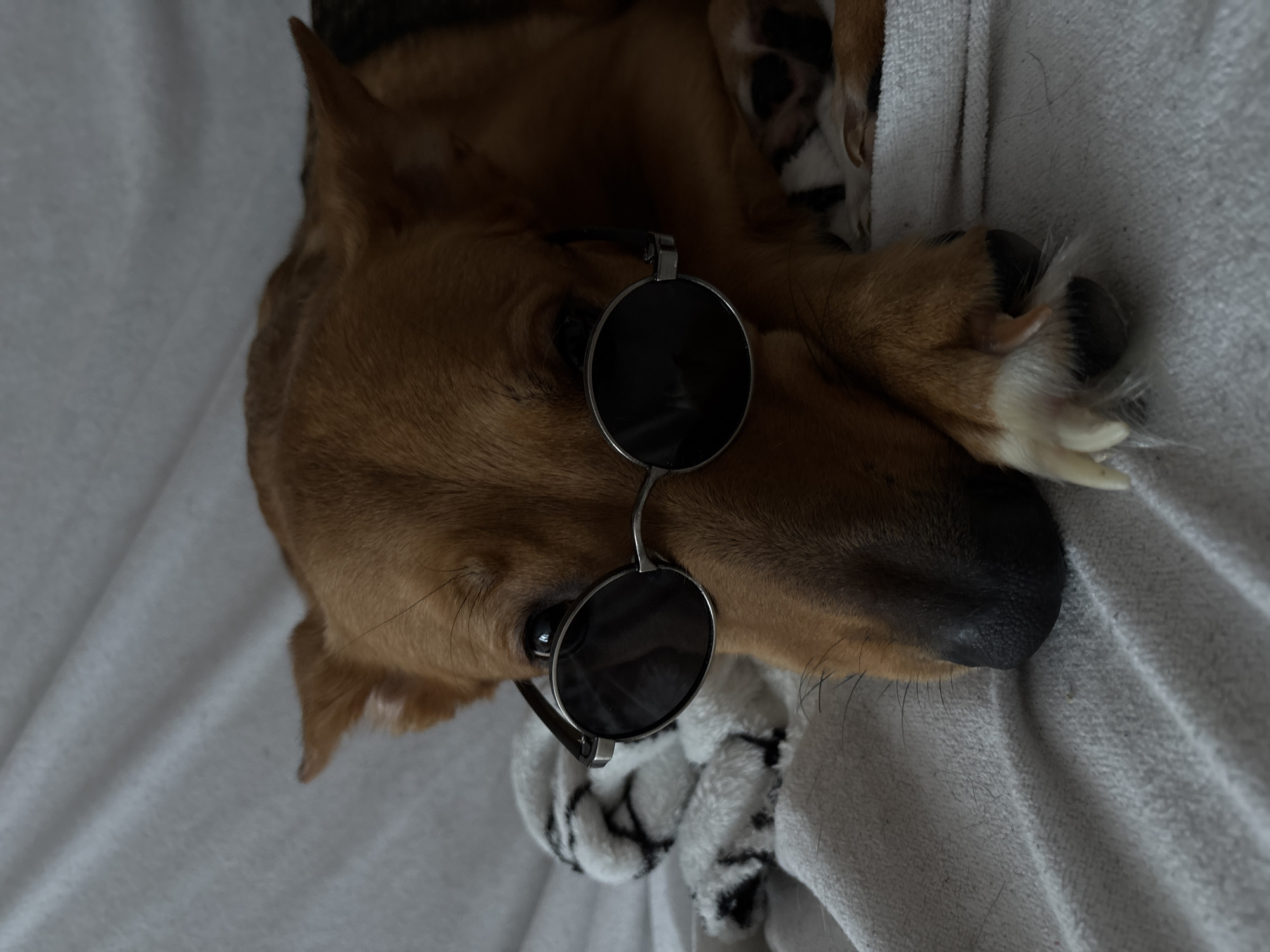 A medium-sized dog with brown fur and white markings on its paws lies on a white, textured surface, possibly a blanket or towel. The dog is wearing round, black-lensed sunglasses. Its head is resting on its paws, and its eyes are visible behind the lenses. A striped stuffed toy is positioned behind the dog's head. The background is blurred and consists of the same white textured material. The lighting is soft, with shadows suggesting the light source is from the left. There is no indication of a specific location in Saint Petersburg, Russia.
