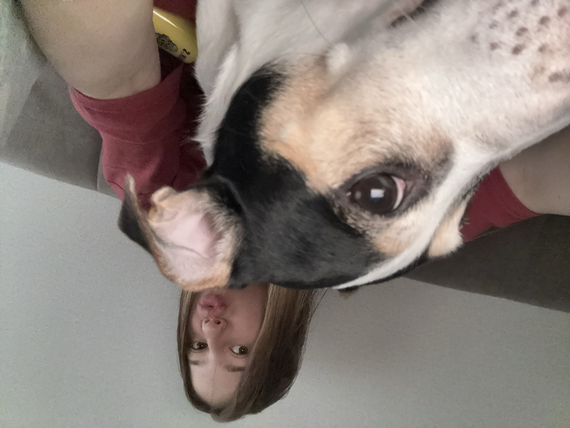 A young female with brown hair is taking a selfie with a dog in Vsevolozhsk, Russia. The female is puckering her lips and wearing a red shirt. The dog, which appears to be a Jack Russell Terrier, is in the foreground, with its face close to the camera, obscuring part of the female's face. The background is a plain, light-colored wall and a grey couch. The lighting suggests an indoor setting, likely a home.
