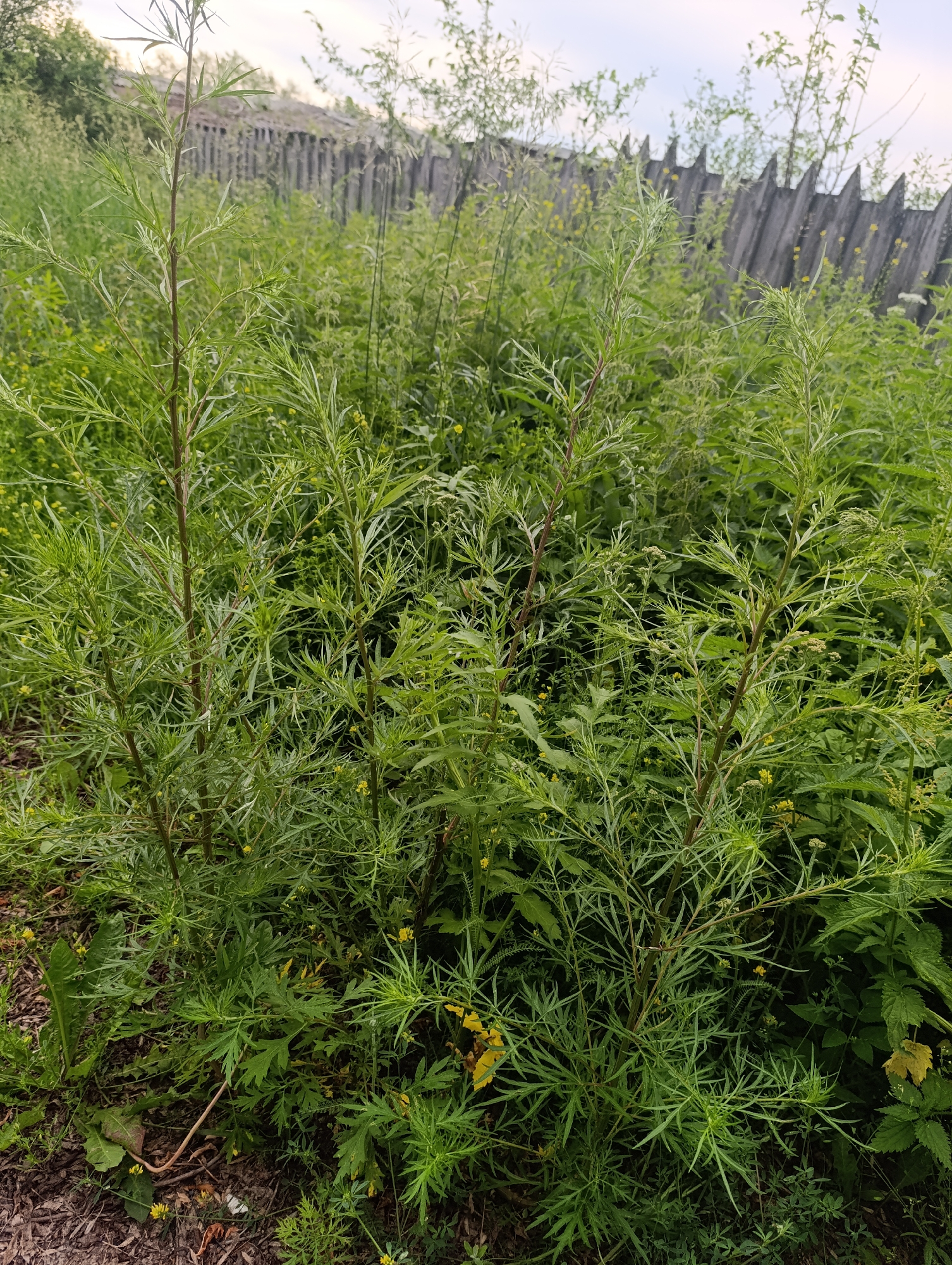 In Tugulym, Russia, a photograph captures a close-up view of dense, overgrown green foliage. The plants, with long, thin leaves and thin, reddish-brown stems, dominate the foreground and mid-ground. Small yellow flowers are visible scattered throughout the greenery. In the background, a weathered, pointed wooden fence runs horizontally across the frame. The sky above is overcast and pale. The ground beneath the plants is covered with dark soil and leaf litter. The scene appears to be an outdoor, natural setting, likely in a yard or undeveloped area.