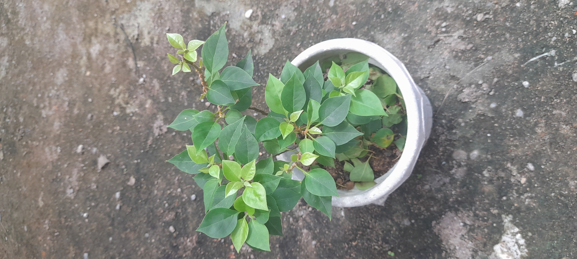 The image shows a potted bougainvillea plant on a weathered concrete surface. The plant has green leaves with some lighter green new growth. The pot is white. The image appears to be taken in an outdoor setting, as indicated by the type of concrete surface and lighting. It is located in the city of Buketteukuh, Indonesia.