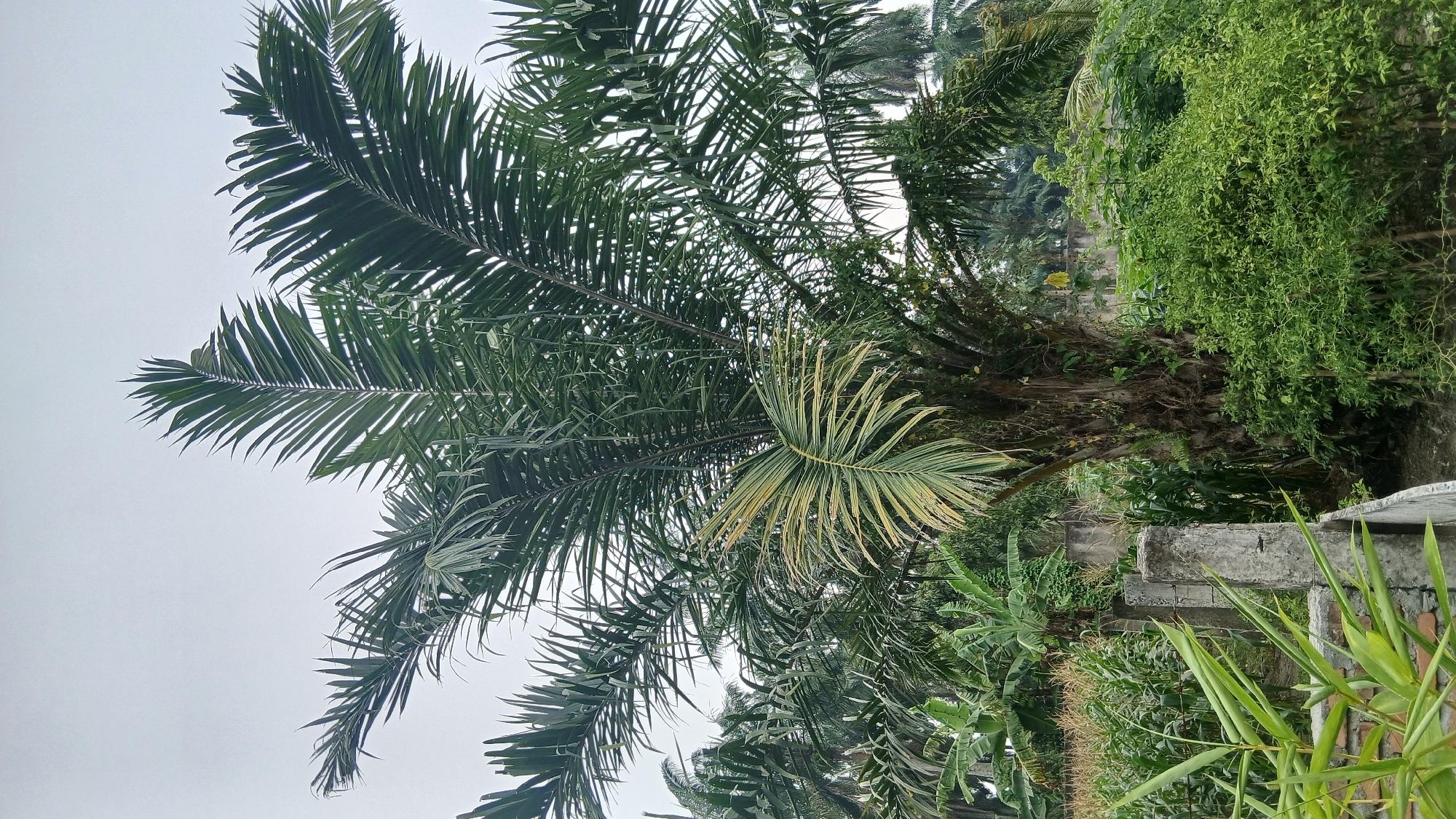 The image captures a natural outdoor scene dominated by a large palm tree in the foreground. The palm tree has a thick, textured trunk and spreads its large, frond-like leaves outwards. To the left of the palm tree, there are rows of tall, green plants, possibly corn, and some banana trees. In the immediate foreground, to the left, there are some bamboo-like plants and a partial view of a concrete structure, possibly a wall or fence, with brickwork visible beneath. To the right of the palm tree, there is dense green foliage. The background consists of more palm trees and other vegetation, suggesting a tropical or subtropical environment. The sky is overcast and a pale gray. The scene appears to be in Klambir Lima Kebun, Indonesia, given the tropical flora and likely rural setting. There are no people visible in the image.