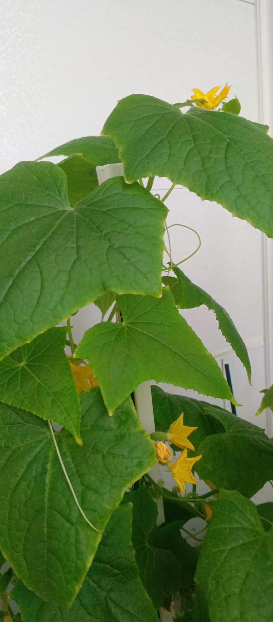 The media file shows a close-up view of a cucumber plant with large, green leaves and yellow flowers. The leaves are broad and textured, with serrated edges and prominent veins. Some of the leaves have a slightly yellowish tinge along their edges. Several bright yellow cucumber flowers are visible, some fully open and others in bud. One of the flowers is in the upper right portion of the frame, peeking out from behind a large leaf. Another cluster of flowers and a small developing cucumber fruit are visible in the lower right. A thin, white tendril curls its way through the foliage.
The background is a plain, light-colored wall, likely an indoor setting given the absence of natural light cues and the presence of what appears to be a support stake for the plant. The lighting is even and appears to be artificial, suggesting the photograph was taken indoors, possibly in a greenhouse or a home garden setup. There is no indication of time of day, weather, or specific location beyond the indoor setting. The image focuses solely on the plant, emphasizing its growth and flowering stage. No people or animals are visible, and there is no visible text in the image. The overall impression is one of natural growth and the early stages of fruit development.