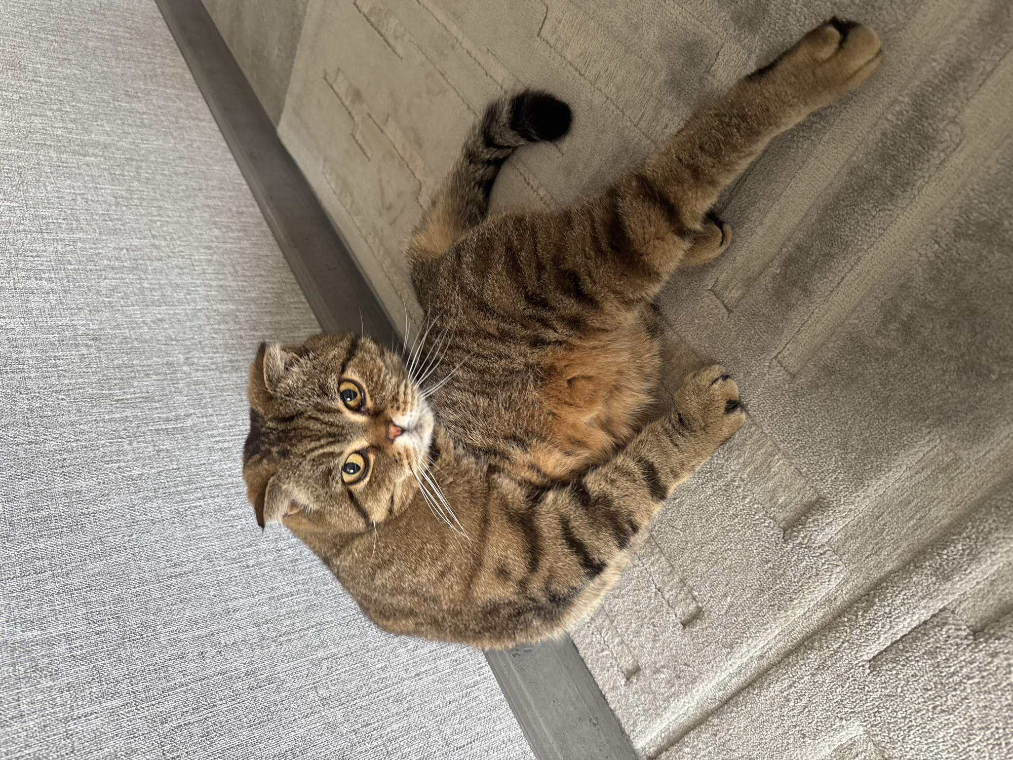 A brown tabby Scottish Fold cat with yellow eyes is lying on a textured grey carpet, with its body partially turned to the side. The cat has folded ears and distinct dark stripes on its fur. Behind the cat, a grey textured wall meets a dark grey baseboard. The cat is positioned in a room within a building, the specific location within the city of Soloneshnoye, Russia, is not discernible from the visual information provided.