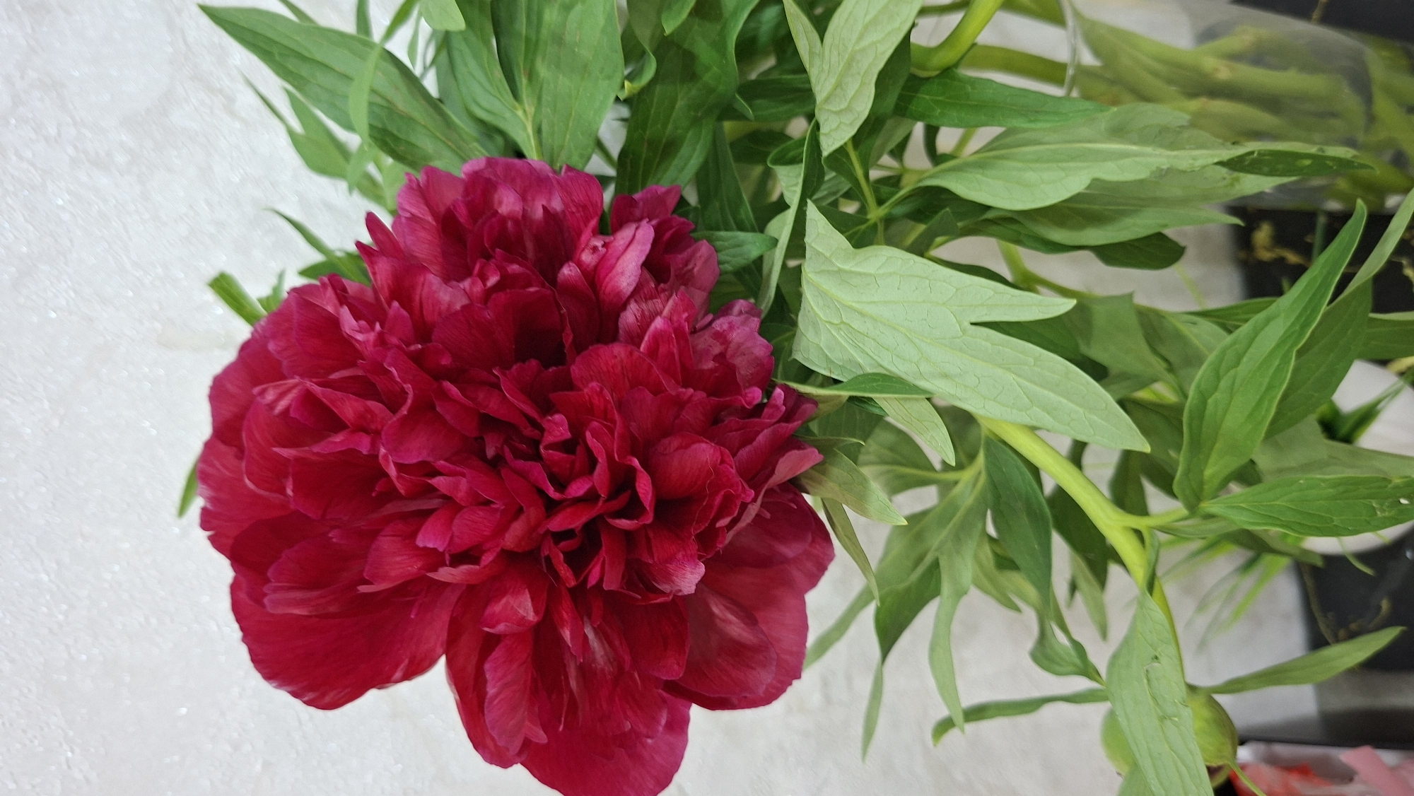 A red peony flower with green foliage is shown against a background of white texture on the left and a darker, possibly marble-like surface on the right. The peony is fully in bloom, its petals densely layered. The green leaves have a veined texture and vary in shape and size. The location is not evident in the image; therefore, the city Chaikovsky, Russia cannot be confirmed.