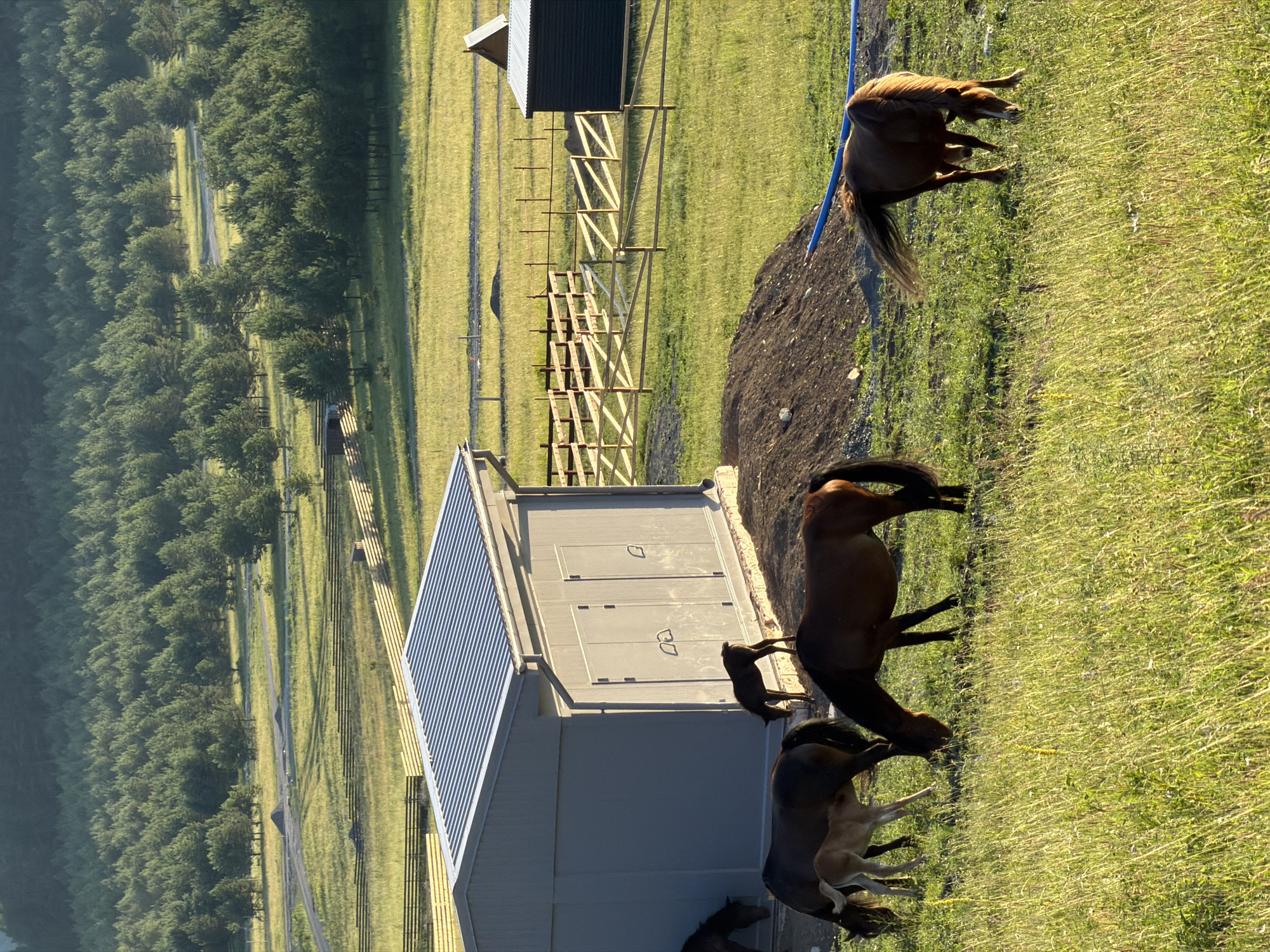 The image depicts a rural scene in Elekmonar, Russia, featuring a herd of horses grazing in a grassy field. A large, grey, rectangular building with a corrugated metal roof dominates the left side of the frame, appearing to be a storage shed or utility building. Adjacent to it, a smaller dark-colored structure with a peaked roof is also visible. Several wooden fences crisscross the landscape, delineating different areas of the pasture. The background consists of a dense forest of pine trees, bathed in the warm light of what appears to be late afternoon or early morning. The horses, including several adult horses and at least one foal, are spread across the foreground and midground, actively grazing. One adult horse in the mid-right is facing away from the camera, its tail fanned out. Another adult horse in the mid-left is partially obscured by a foal. The environment is predominantly green, with tall grasses and a clear sky overhead. The ground near the grey building is disturbed, with a pile of dark earth visible. A blue pipe runs across the lower right portion of the frame, partially submerged in the grass.