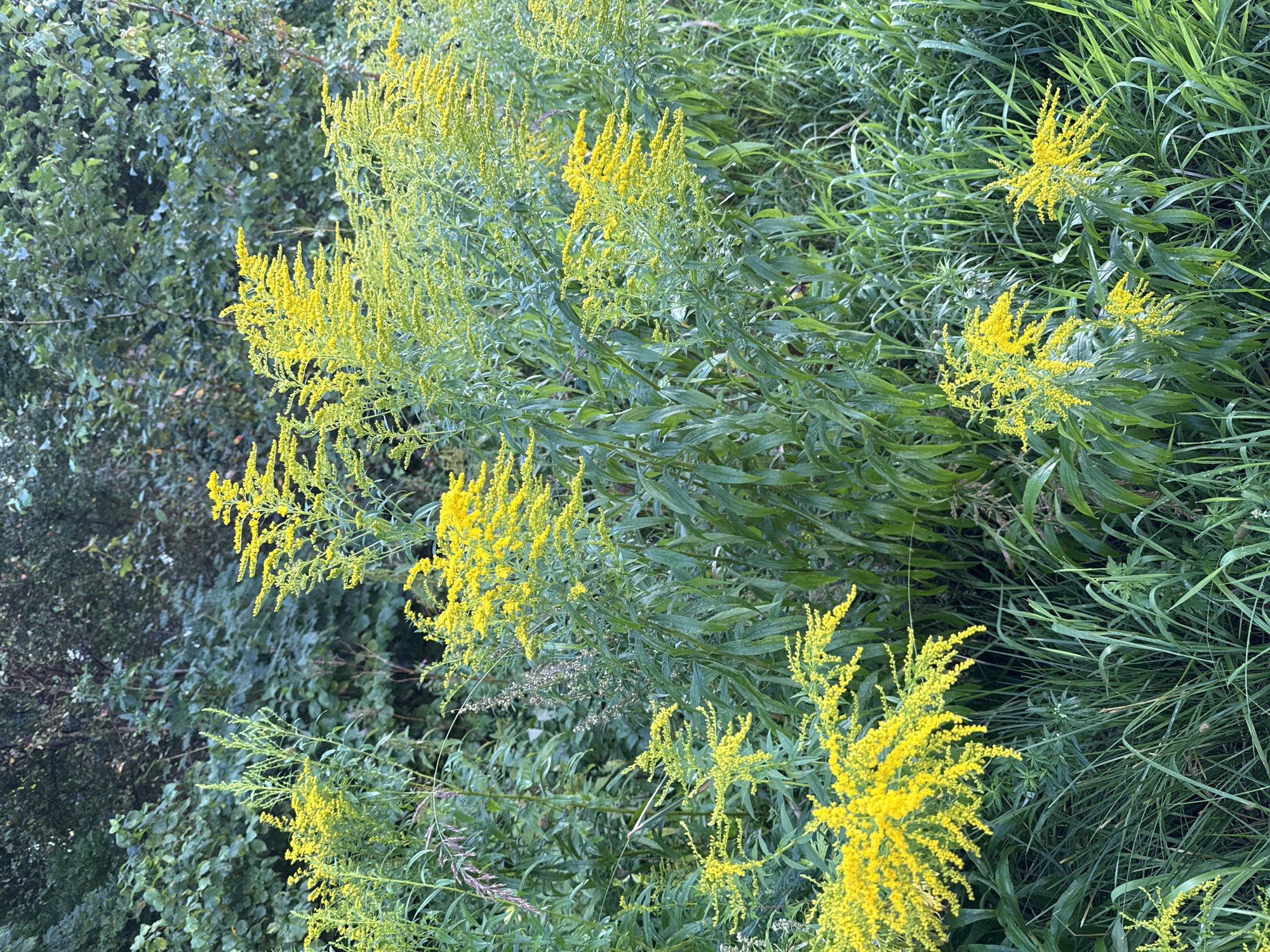 The image depicts a close-up view of a cluster of goldenrod plants with bright yellow flowers, set against a backdrop of lush green foliage and tall grasses. The plants are in full bloom, with feathery plumes of small yellow flowers. The scene appears to be an outdoor natural environment, possibly a park or a roadside verge. There are no people or man-made structures visible in the image. The overall impression is one of abundant natural growth and vibrant color. The image does not provide any specific geographical or environmental clues that would allow for precise localization within the city of Tallinn, Estonia.
