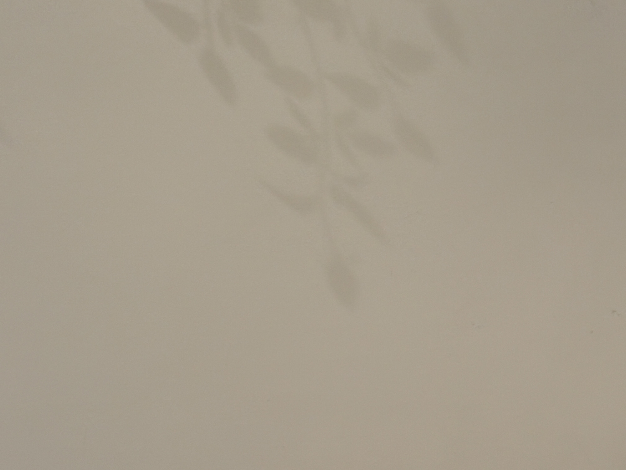 A shadow of leaves is cast on a light beige wall. The location is in Mole Valley, United Kingdom.