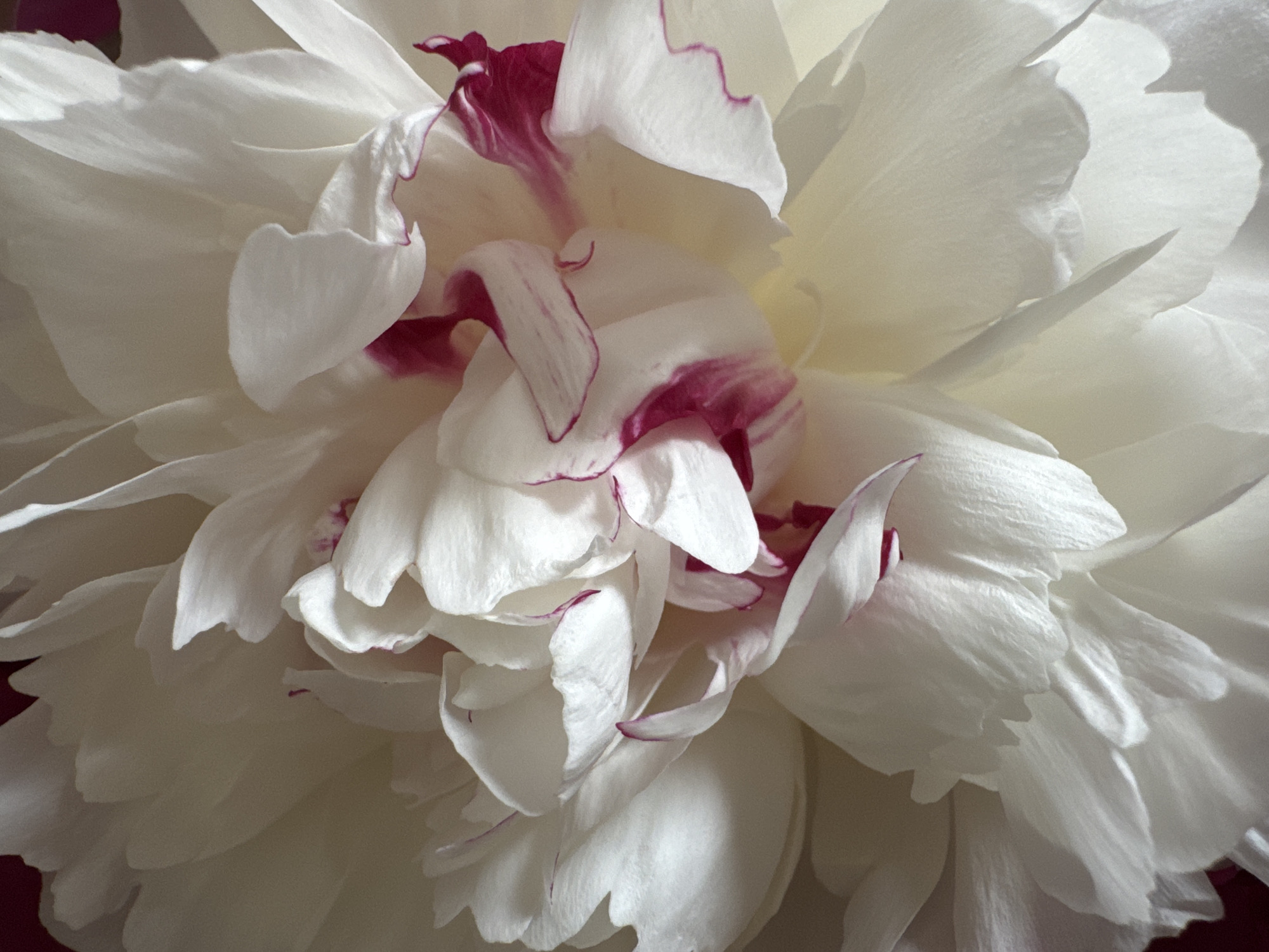 This is a close-up, brightly lit, vertical, indoor shot of a white peony flower. The petals are layered and some have delicate fuchsia edges. The flower appears to be fully bloomed and in focus. There are no people, objects, or environmental details that would suggest a specific location within the city of Rzhev, Russia.