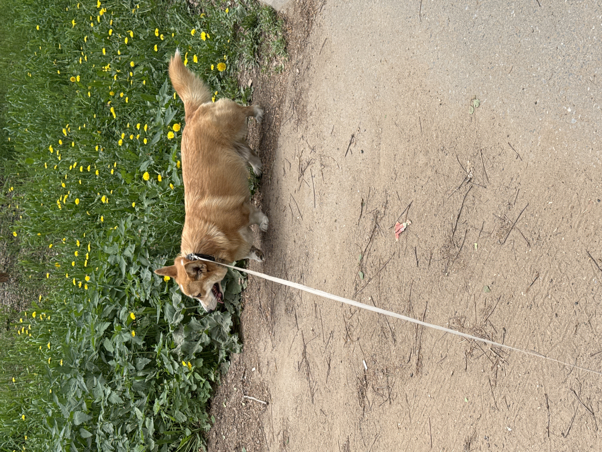 A medium-sized, light-brown dog is shown on a leash, eating from a patch of vegetation on the left side of the frame. The vegetation consists of mixed green plants and yellow flowers. The dog is standing on the edge of a dirt and gravel path. The leash stretches from the dog’s collar towards the right side of the frame, out of view. The environment suggests a park or natural area adjacent to a pathway. The city of Votkinsk, Russia, is not discernible from the image content.
