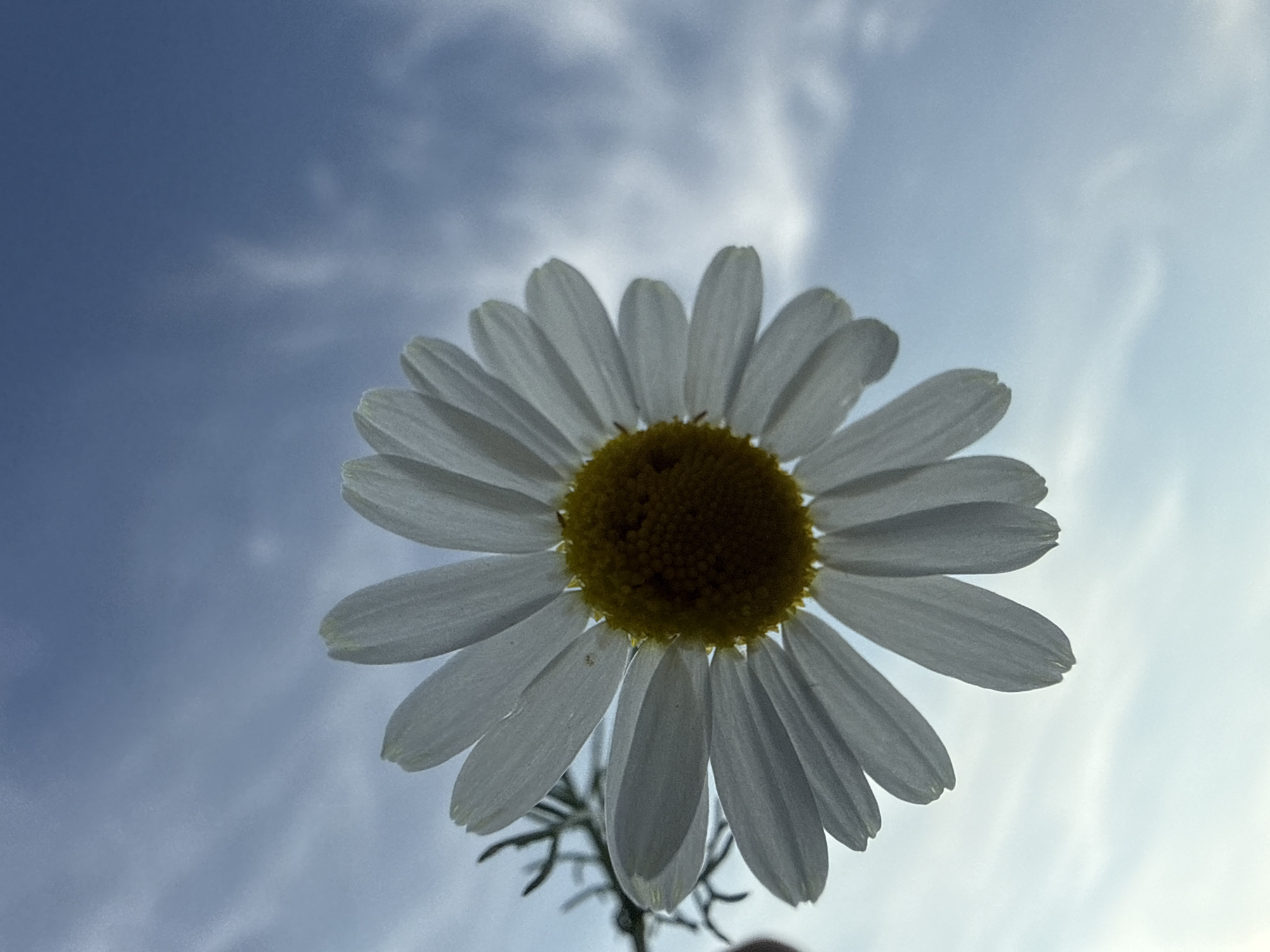 A close-up, low-angle shot captures a white daisy with a yellow center against a cloudy blue sky. The flower is positioned in the foreground, with its petals fanning out towards the viewer. The sky is filled with soft, wispy clouds, creating a diffused light. The image has a shallow depth of field, with the flower in sharp focus and the background slightly blurred. There are no people visible in the image. The scene is set in Bad Salzschlirf, Germany, suggesting an outdoor environment.