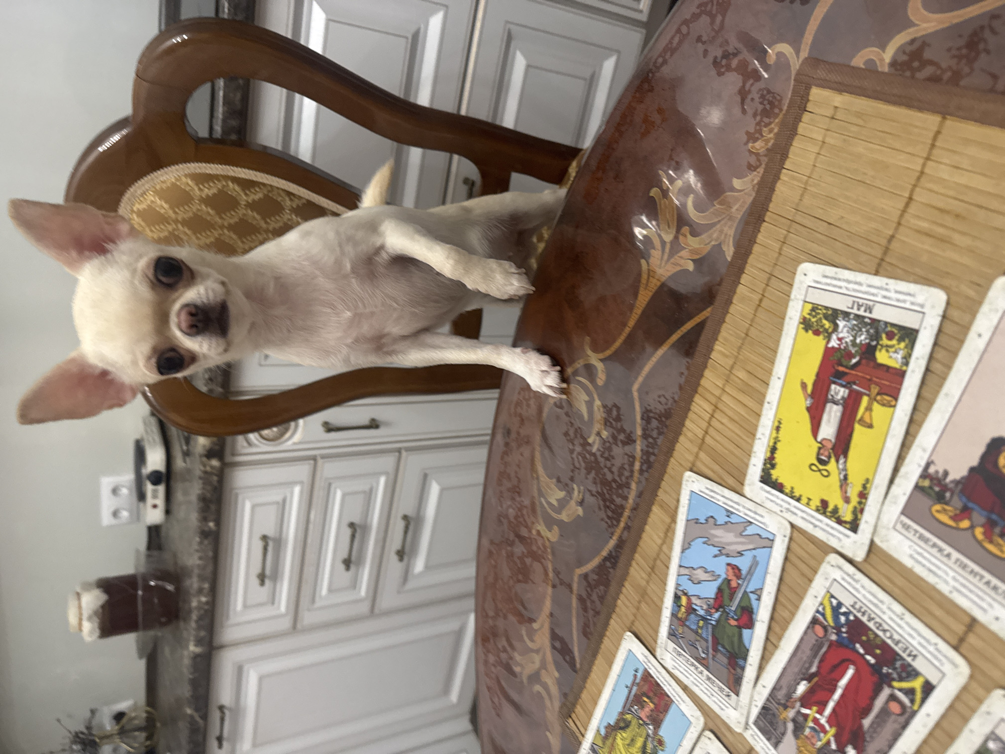 A small, light-colored Chihuahua dog stands on its hind legs, leaning on the back of a wooden chair. The dog is positioned in front of a table covered with a dark brown, patterned tablecloth, on which several tarot cards are spread out. The background shows a kitchen with white cabinets and a countertop. There are no visible signs indicating the location as Novosibirsk, Russia.