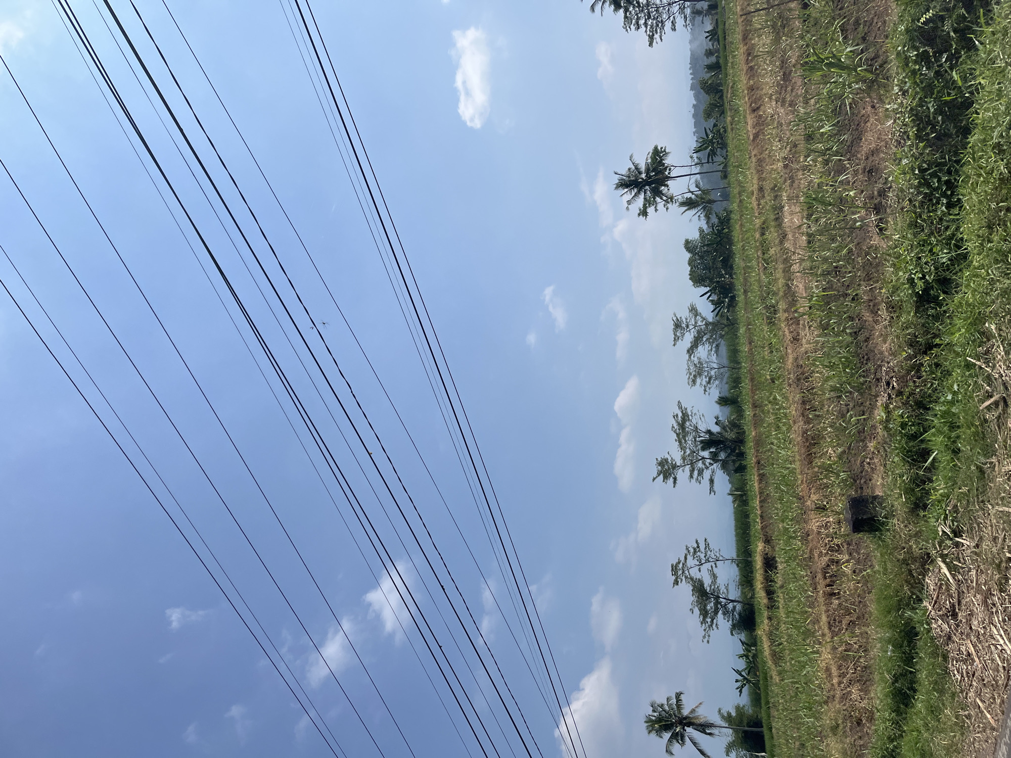 The image depicts a rural landscape in Senduro, Indonesia, under a bright blue sky dotted with scattered white clouds. Multiple parallel power lines stretch across the upper portion of the frame, casting faint shadows on the sky. In the middle ground, a terraced field of green crops, likely sugarcane, is visible, with dry earth and stubble between the rows. A dark, rectangular post stands in the middle of the field. A line of trees, including a prominent coconut palm on the left, borders the field in the background, with rolling hills and more distant vegetation fading into a hazy horizon. The overall scene conveys a sense of agricultural activity and natural beauty in a tropical setting.