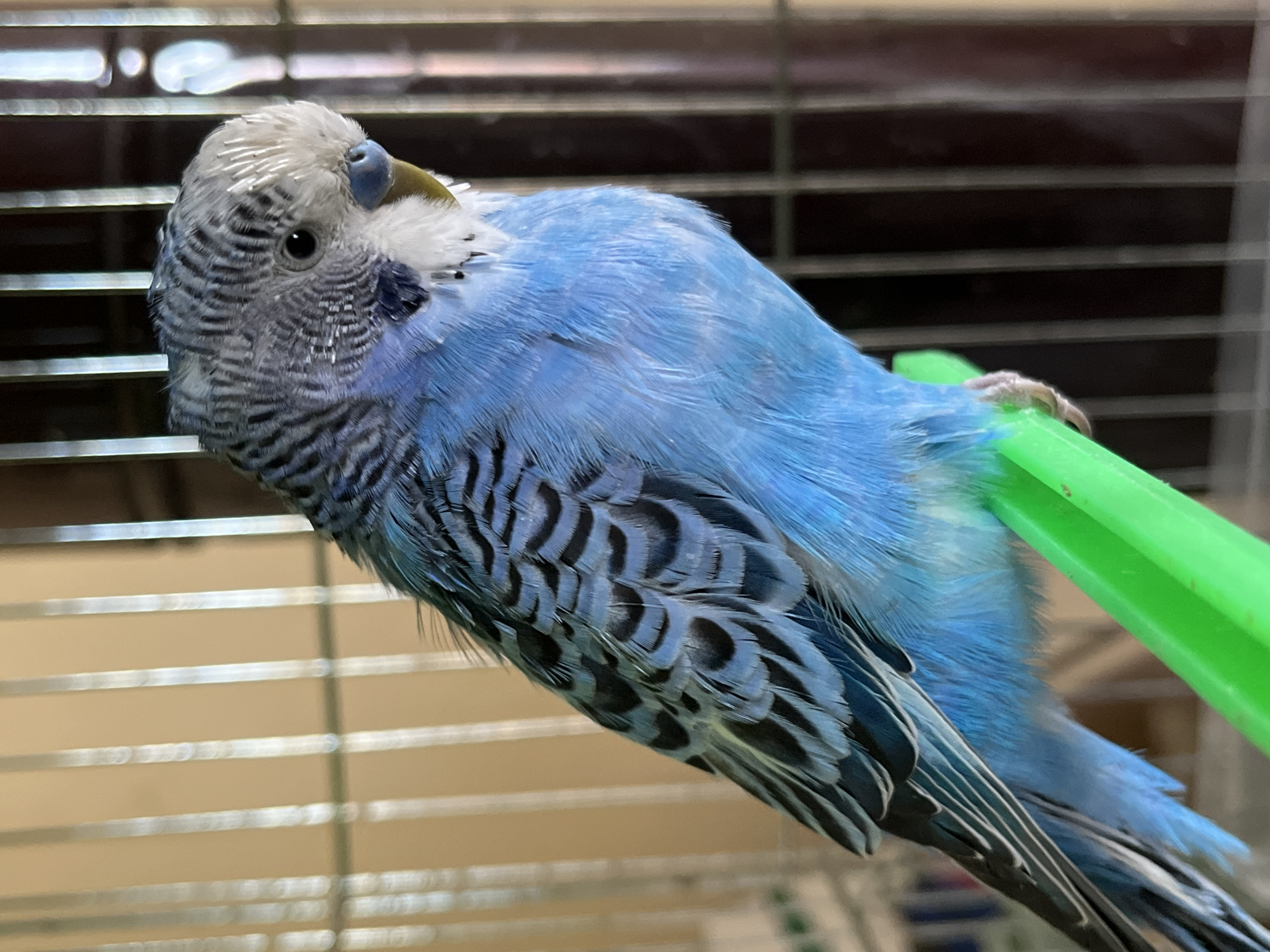 A close-up shot shows a blue and grey budgerigar perched on a green plastic bar inside a cage. The bird's head is turned, exposing its eye. The cage is located indoors, as indicated by the presence of blinds and indoor lighting. The location, Shumen, Bulgaria is not discernable from the image.