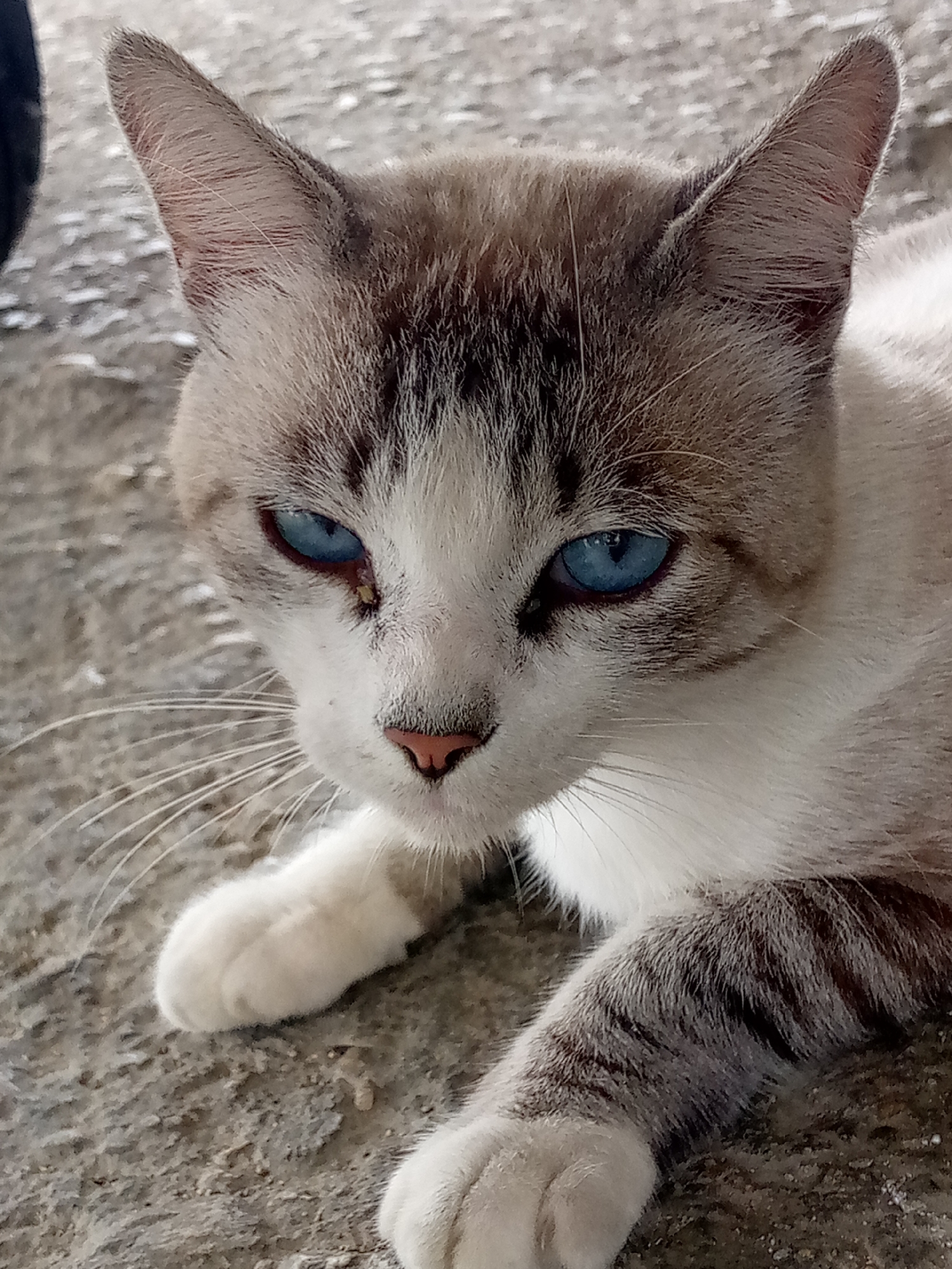 A domestic cat with blue eyes and light brown and white fur is lying on a textured gray surface, likely concrete. The cat's left ear is visible and appears to be light brown with darker brown stripes. The cat's face is turned slightly to its right, and its bright blue eyes are focused forward. There are dark tabby markings on its forehead and around its eyes. Its nose is pink. The cat's paws are white. The background is a mottled gray, suggesting an outdoor urban environment. The image does not contain any information that allows for its placement in Las Guevaras, Venezuela.
