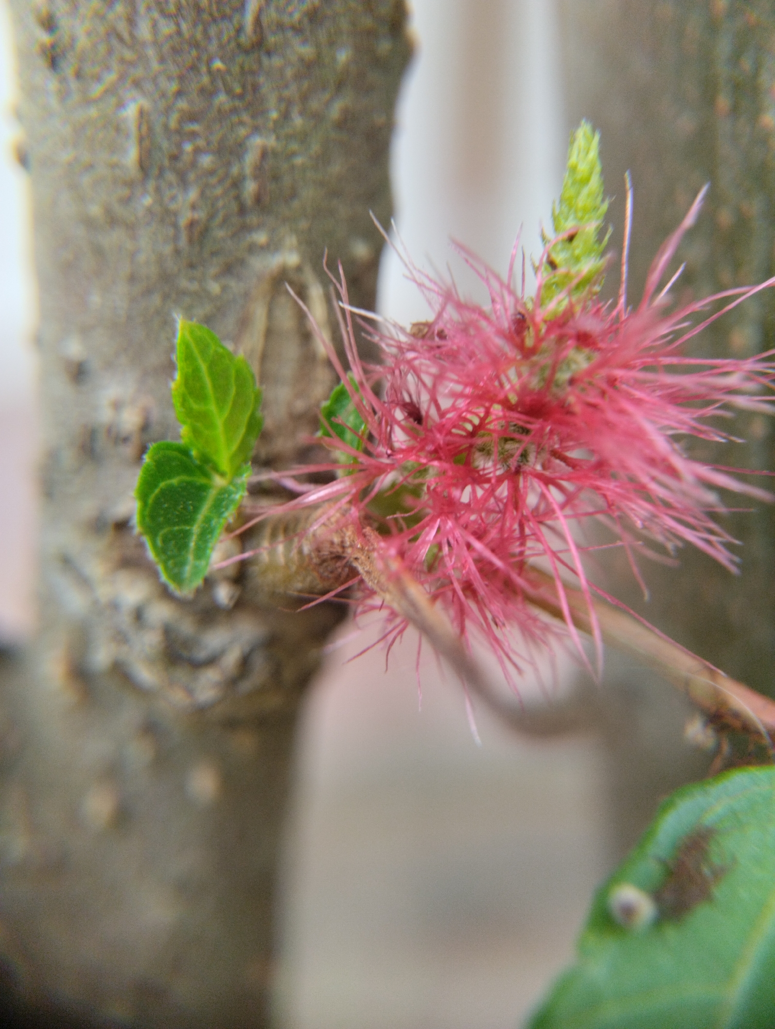 A macro photograph captures a blooming pink bottlebrush flower with a fuzzy green bud, attached to a rough, textured tree branch. Two small green leaves are visible to the left of the flower. The background is blurred, showing more tree bark and a soft, light-colored area. This scene is located in Keudejungkagajah, Indonesia.