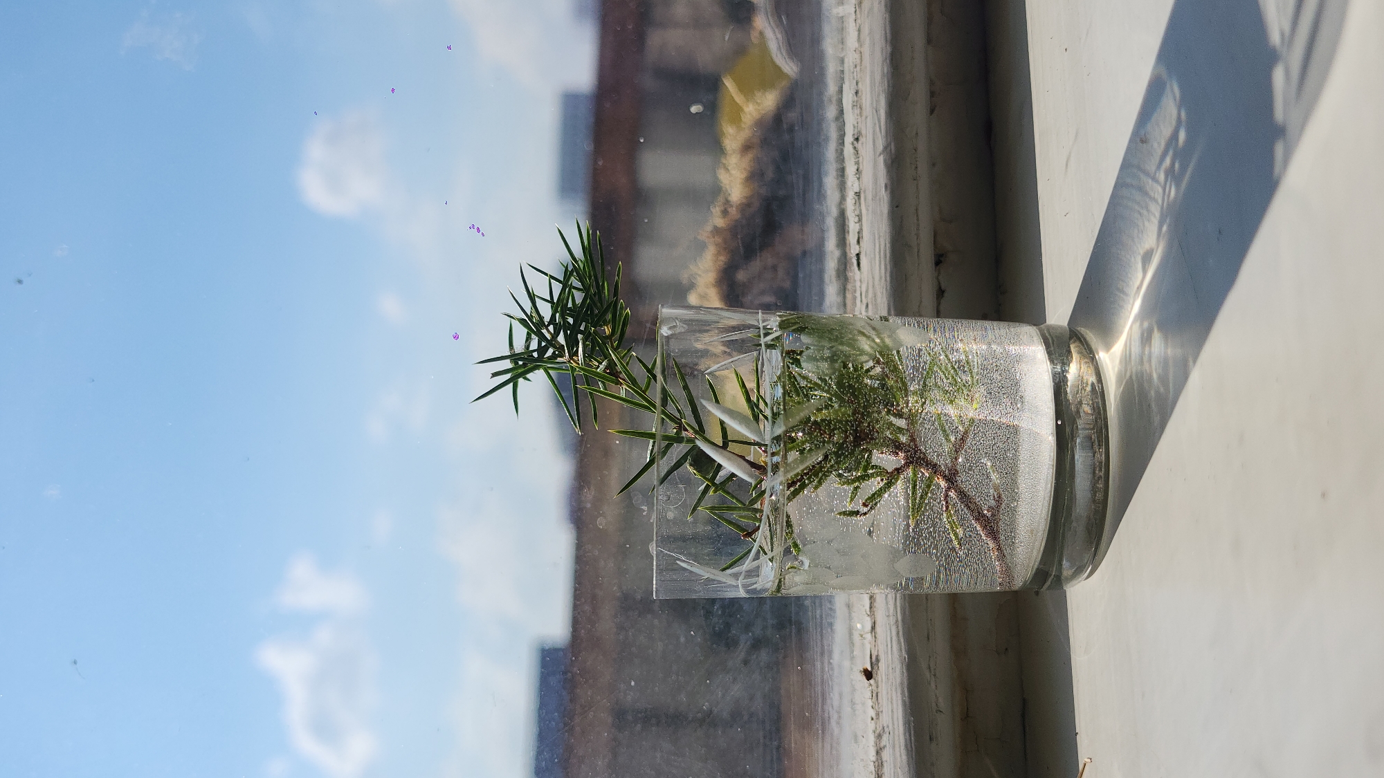 The image depicts a glass filled with water and a sprig of greenery, likely a juniper branch, placed on a windowsill. The background reveals a view of a cityscape, partially obscured by a window. The presence of what appears to be typical Moscow architecture, specifically the design and colors, points to the photo's location being Moscow, Russia. The angle of the sunlight suggests it is likely the late morning or early afternoon. No people or interactions are visible in the frame. The focus is primarily on the plant and its interaction with light within the glass of water.
