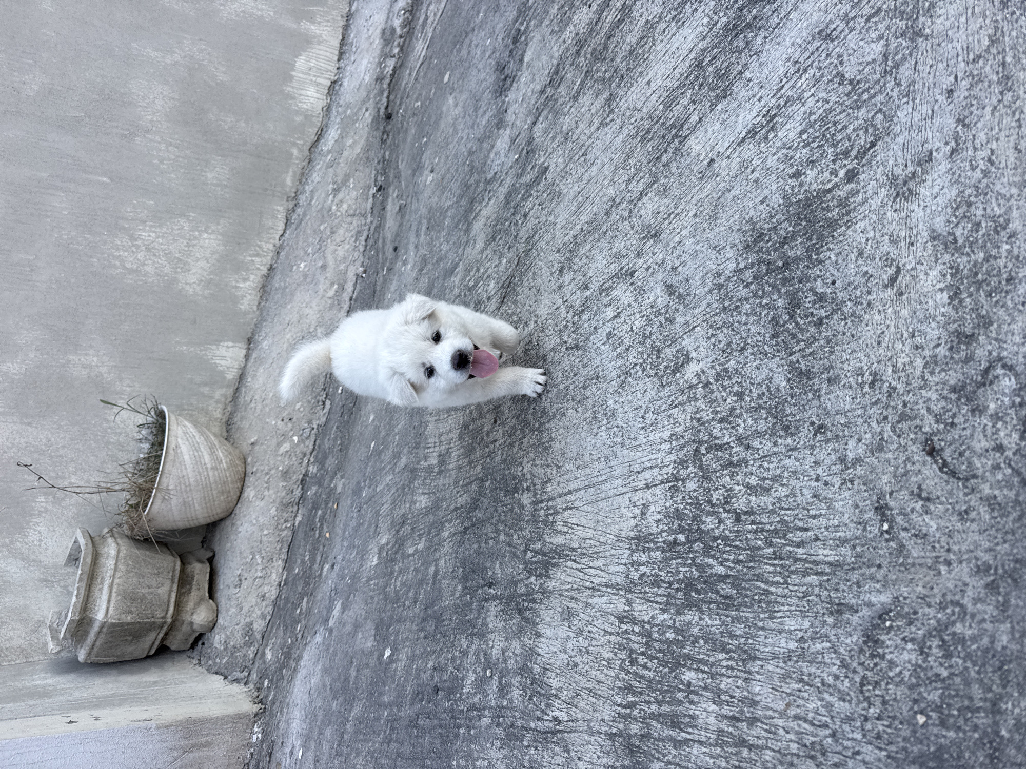 A white puppy with its tongue sticking out walks on a textured concrete surface. The puppy is the central subject, positioned slightly to the left of the frame and facing forward. Behind the puppy, a gray concrete wall forms the background. To the left of the wall, near the corner, are two planters. One is a large, octagonal stone planter, and next to it is a smaller, white textured planter containing dry grass and a few green sprouts. The scene appears to be outdoors, possibly in a yard or alleyway, given the concrete and planters. The lighting suggests it is daytime. The location is identified as Nusa Penida, Indonesia.