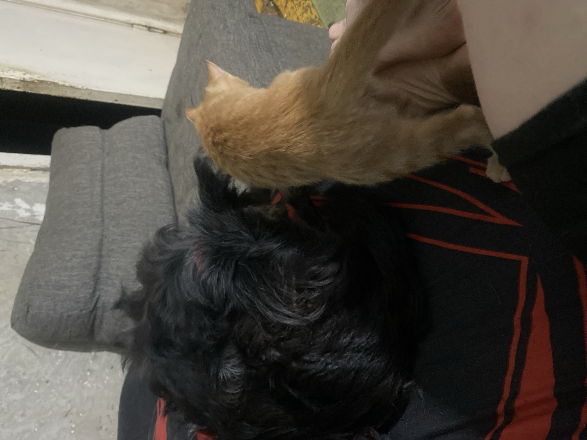 A small, black dog is curled up on a black and red patterned blanket, which is on a grey sofa. To the right of the dog, an orange cat is sitting on the sofa, facing away from the camera. A human hand is visible underneath the cat. The environment appears to be an indoor living space. The scene is dimly lit.