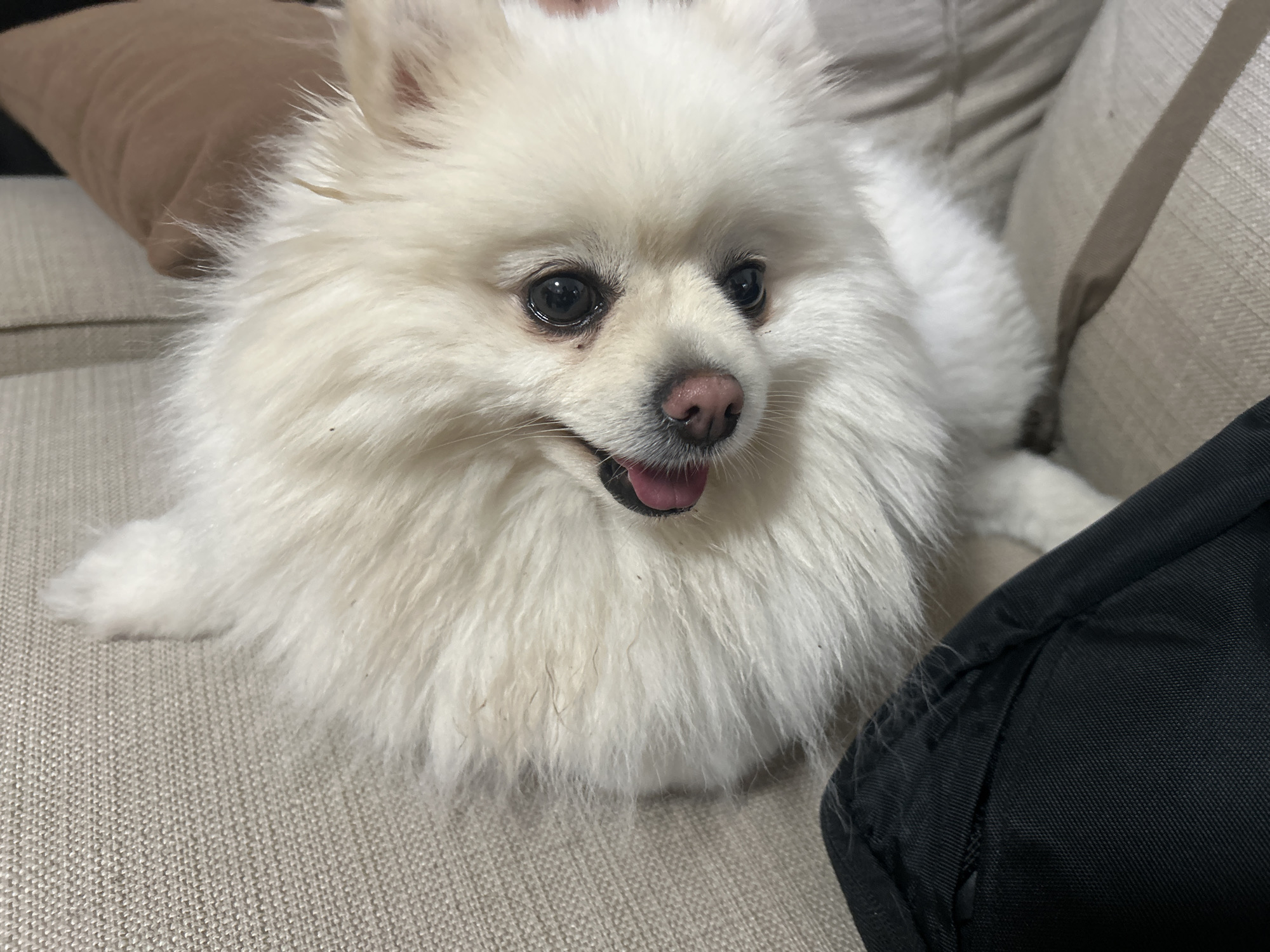 A white Pomeranian dog is lying on a beige sofa. The dog has black eyes, a pink nose, and its tongue is sticking out. The sofa is textured and appears to be in a living room. To the right of the dog, a black object, possibly a bag, is visible. The background shows a cushioned headrest of the sofa. The image does not contain information about the city of Varna, Bulgaria.