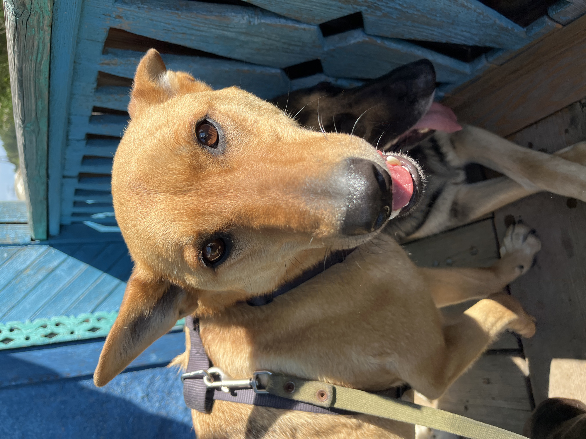 This bright outdoor photograph features a tan-furred dog as its primary subject, looking directly at the camera with a curious and friendly expression. The dog, possibly a mix, has short, light brown fur, expressive dark brown eyes, and a black nose. Its head is tilted slightly, and a pink tongue is visible, slightly out of its mouth, suggesting relaxation or mild panting. It wears a dark-colored fabric harness, to which an olive-green fabric leash with a silver metal clip is attached.
In the blurred background, a second dog is partially visible, mostly dark-furred, also with a pink tongue showing. The setting appears to be an outdoor area, likely a wooden deck or porch, bathed in bright sunlight, indicating midday or early afternoon on a clear, sunny day. Distinctive blue-painted wooden structures form much of the background, including slatted wood which could be part of a fence, bench, or railing. A decorative light blue or turquoise carved wooden element is visible in the lower left corner, adding to the rustic charm. Natural wood planks are also discernible as part of the ground or surrounding structure. The overall impression is one of contentment and warmth, set in an outdoor environment in Nizhny Tagil, Russia. There is no visible text in the image.
