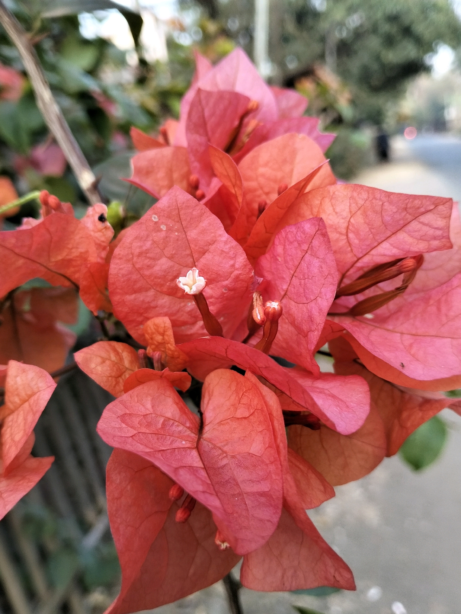 In Sucenjurutengah, Indonesia, a close-up shot focuses on vibrant coral-pink bougainvillea flowers. The petals, with their delicate veining, are the primary subject, showcasing small, white flower structures at their centers and elongated, reddish buds. The background is blurred, suggesting an outdoor environment with green foliage and a paved surface, possibly a street or sidewalk, hinting at an urban or semi-urban setting. The lighting appears natural, casting soft shadows and highlighting the textures of the flowers. There are no people or discernible actions depicted, creating a still life composition centered on the flora.
